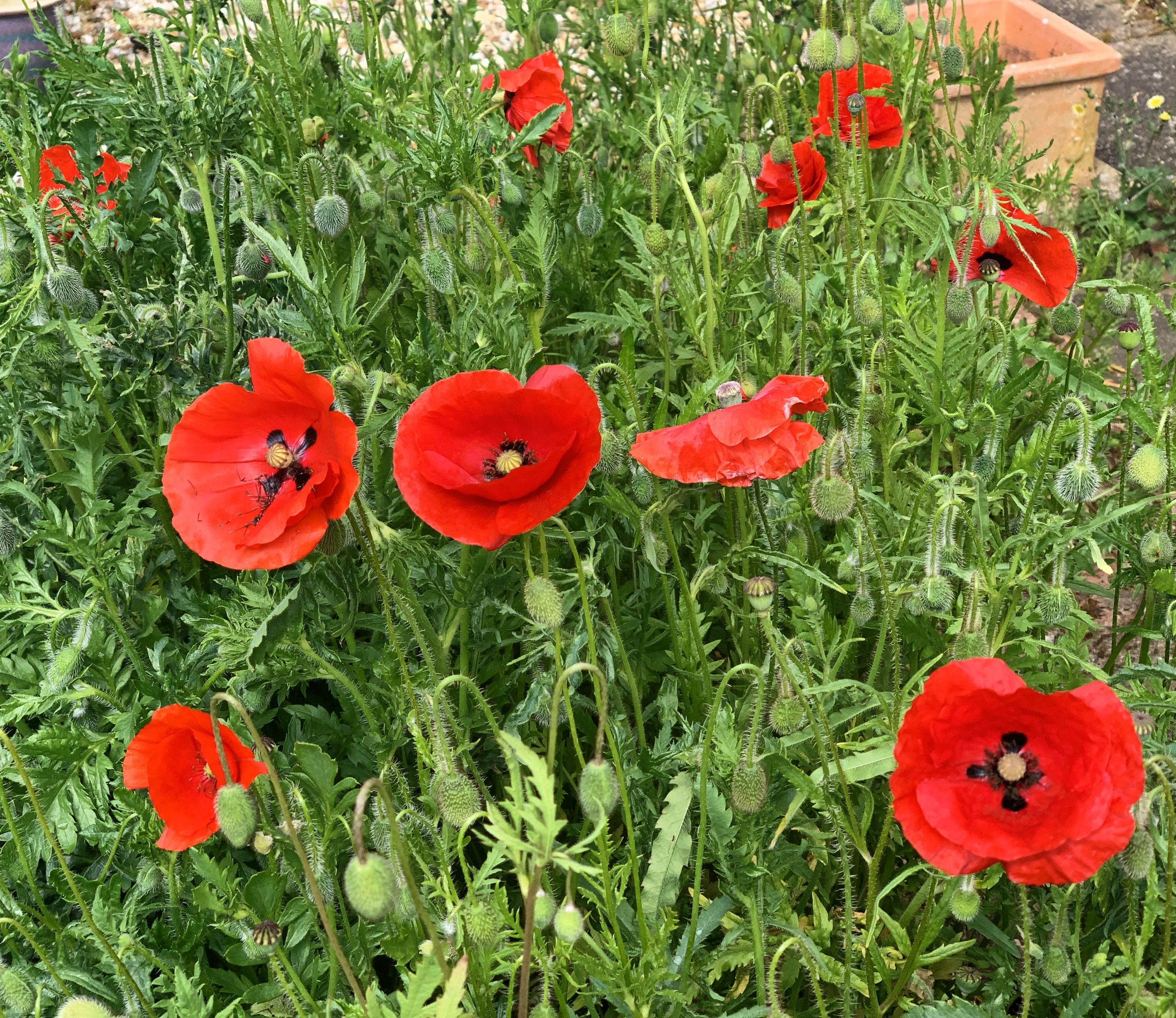 Poppies