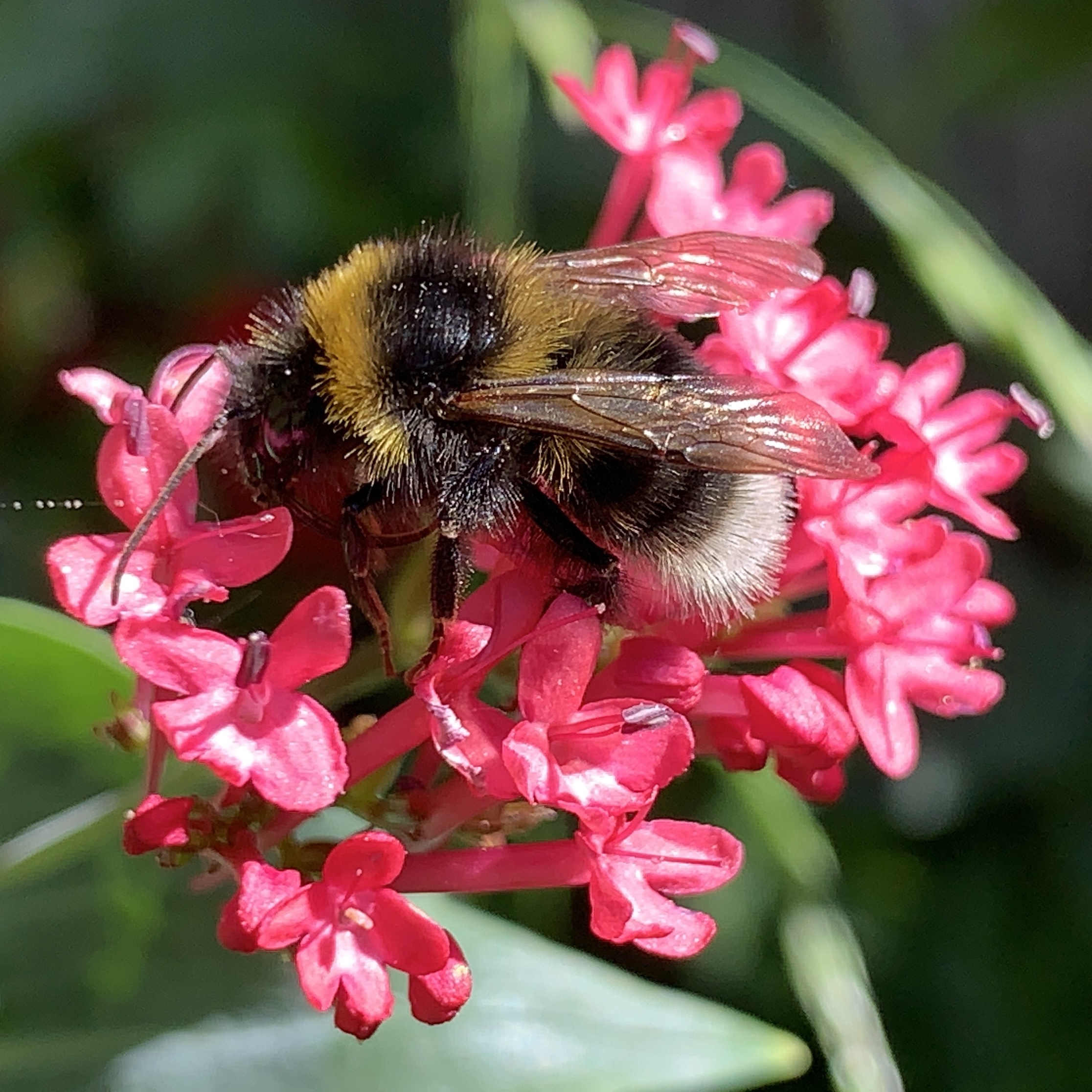 Three bee photos​