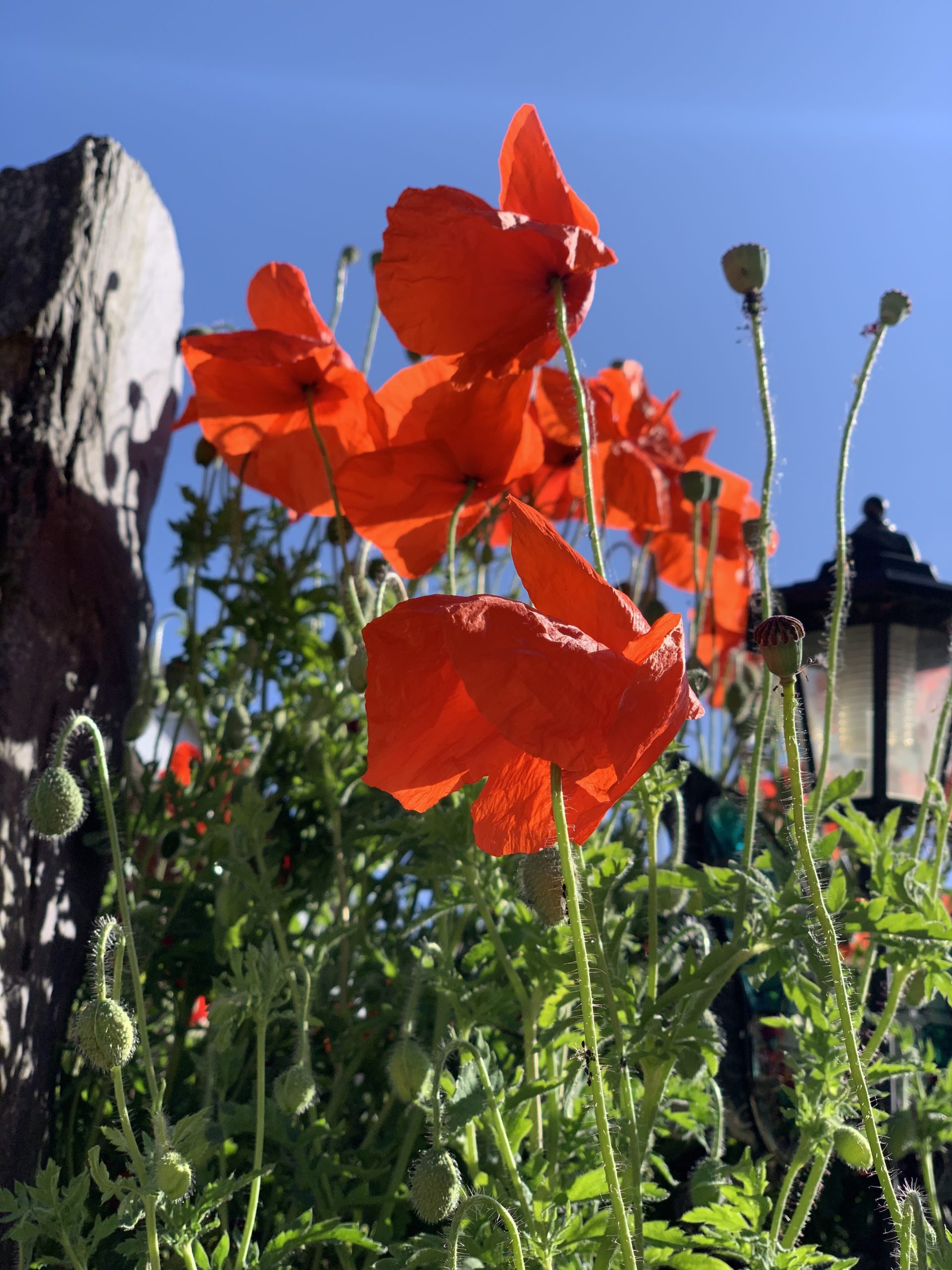 More poppies​