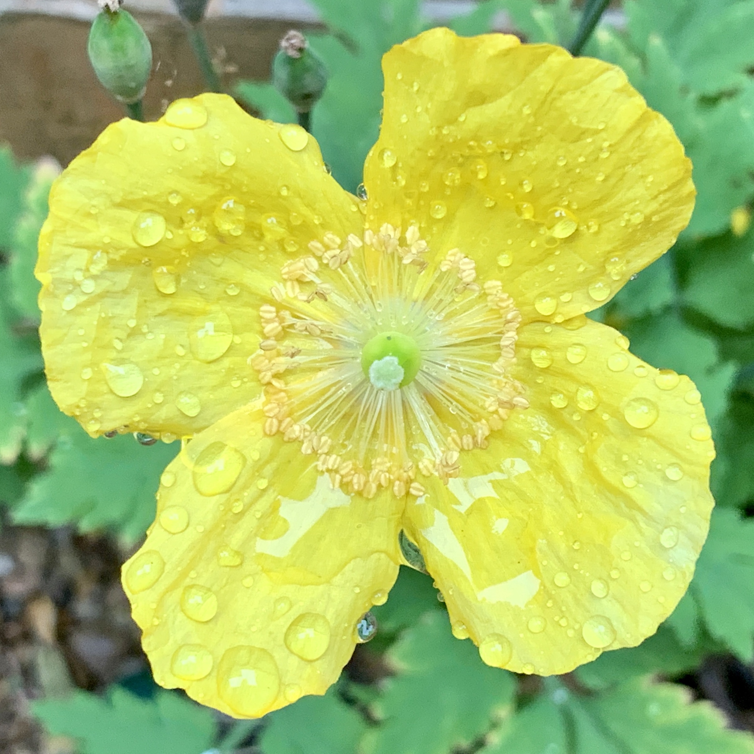 Yellow flower​