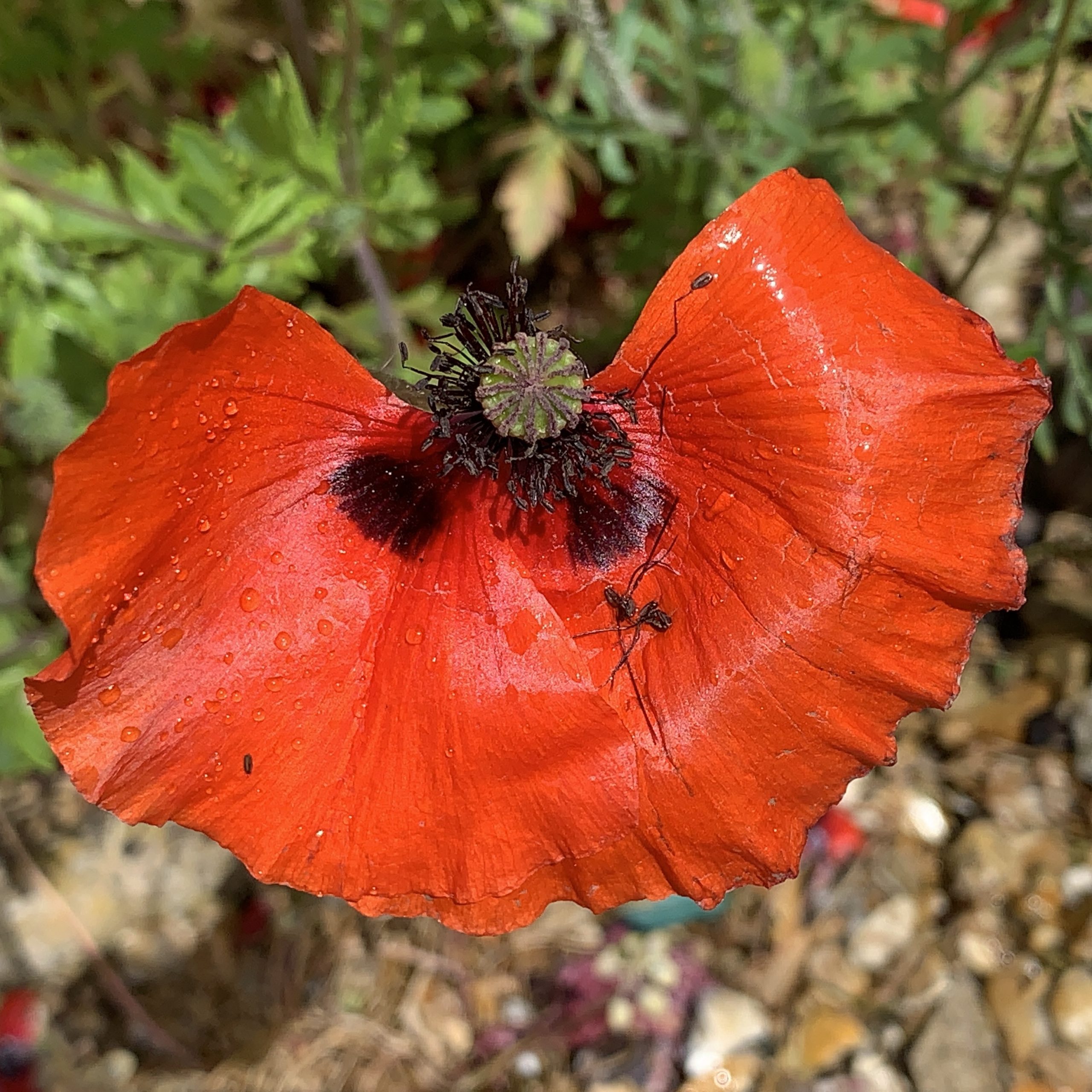 Wind and rain battered poppy​