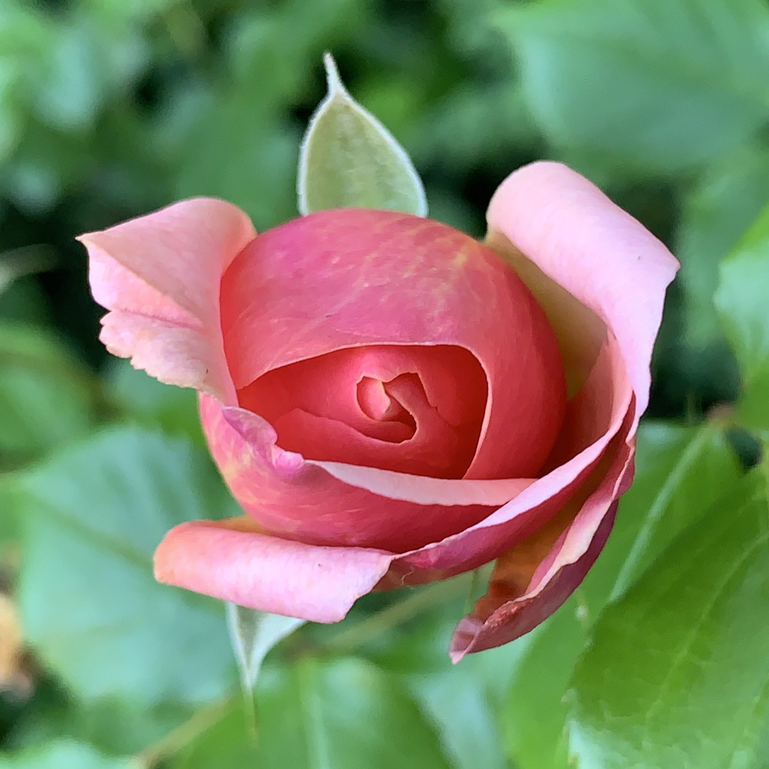 Pink rose 