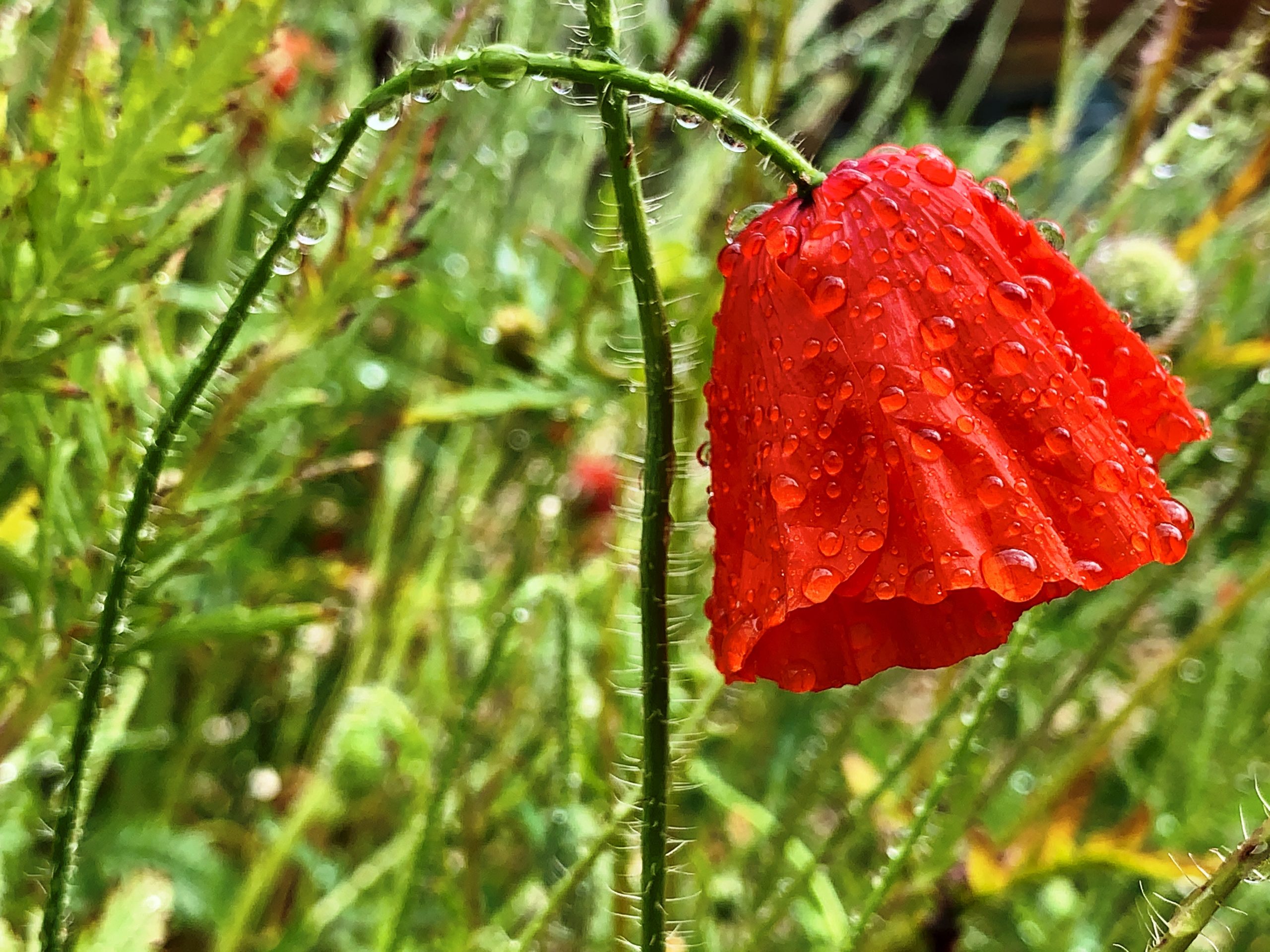 More red - in the rain​