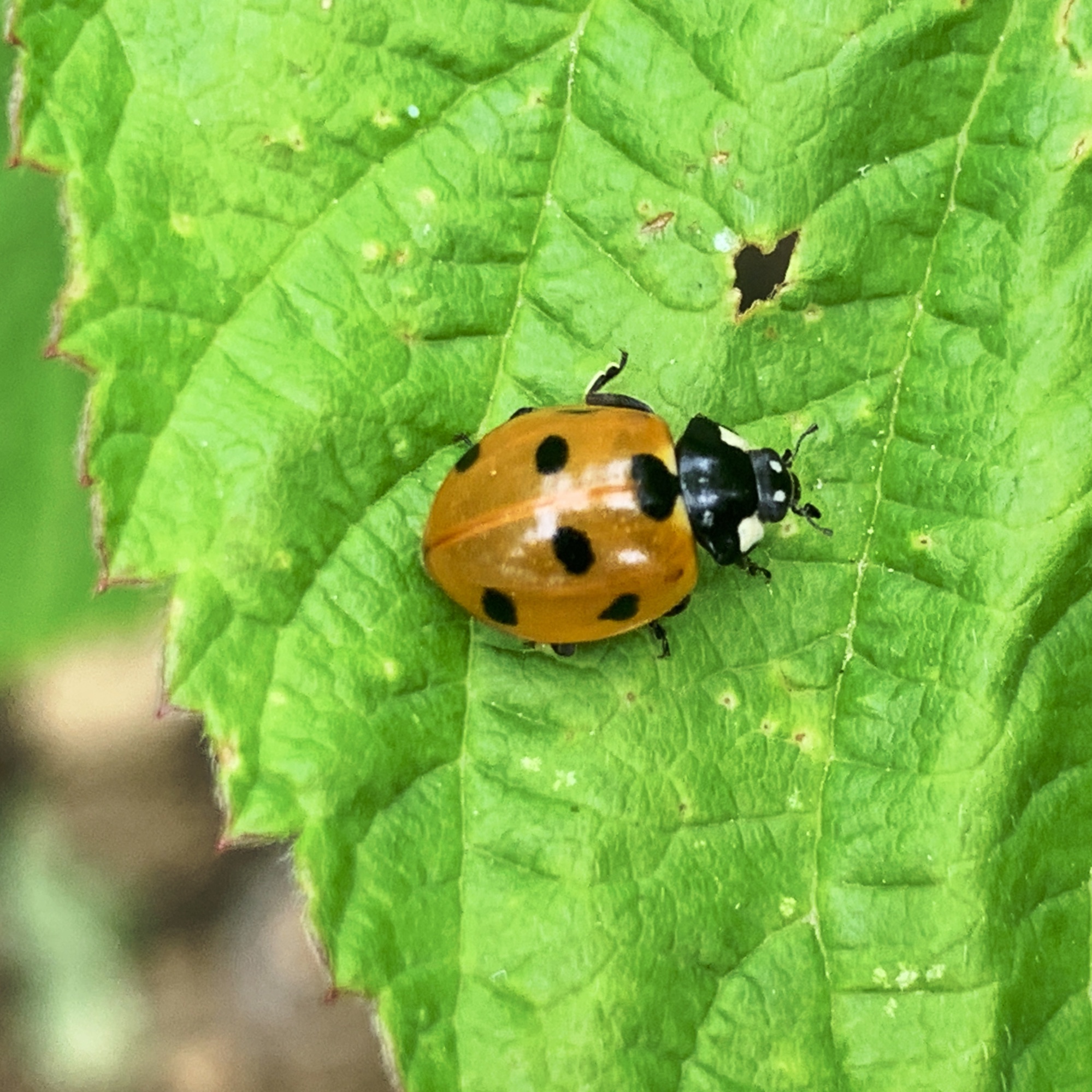 Ladybird