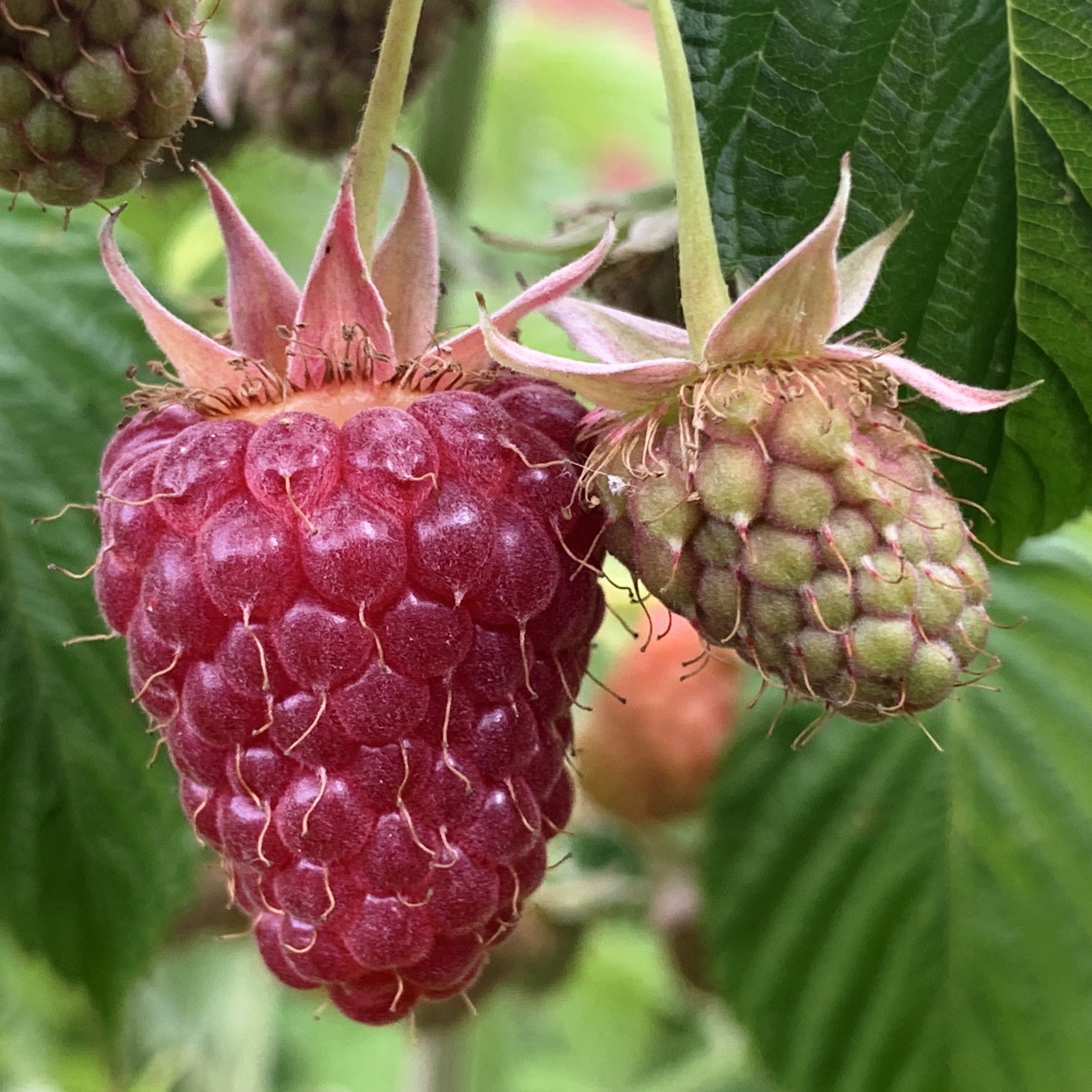 Raspberries