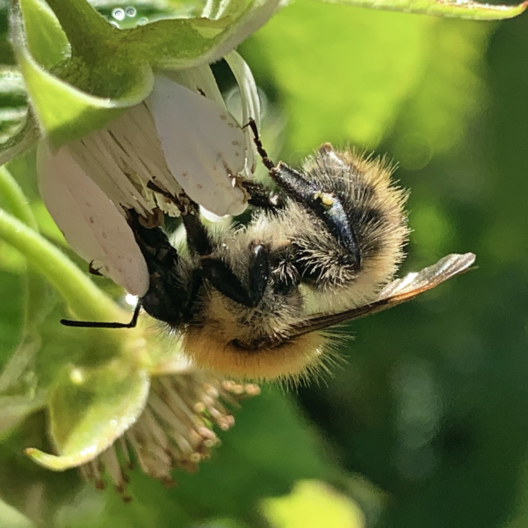 Bee photo​