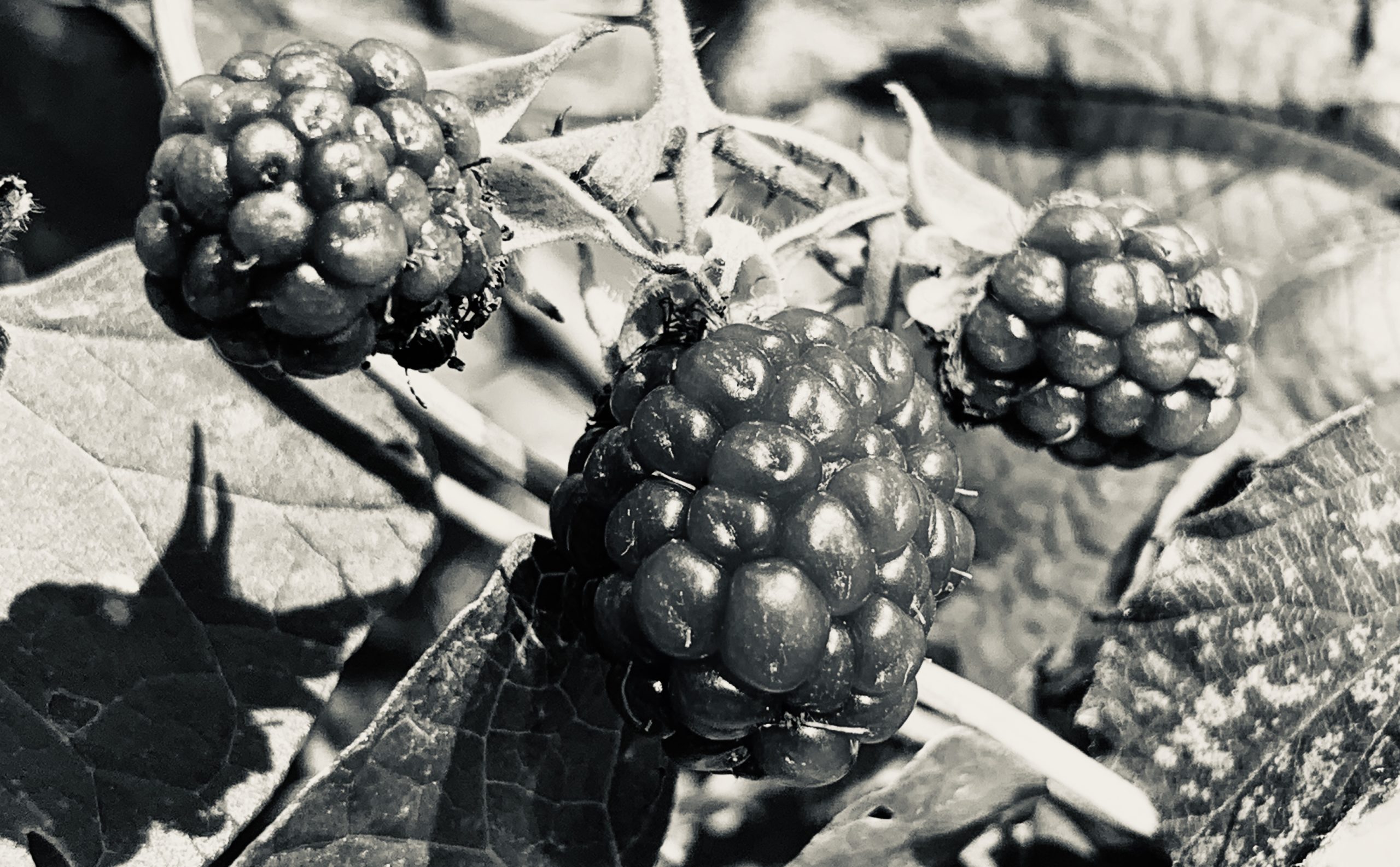 Blackberries