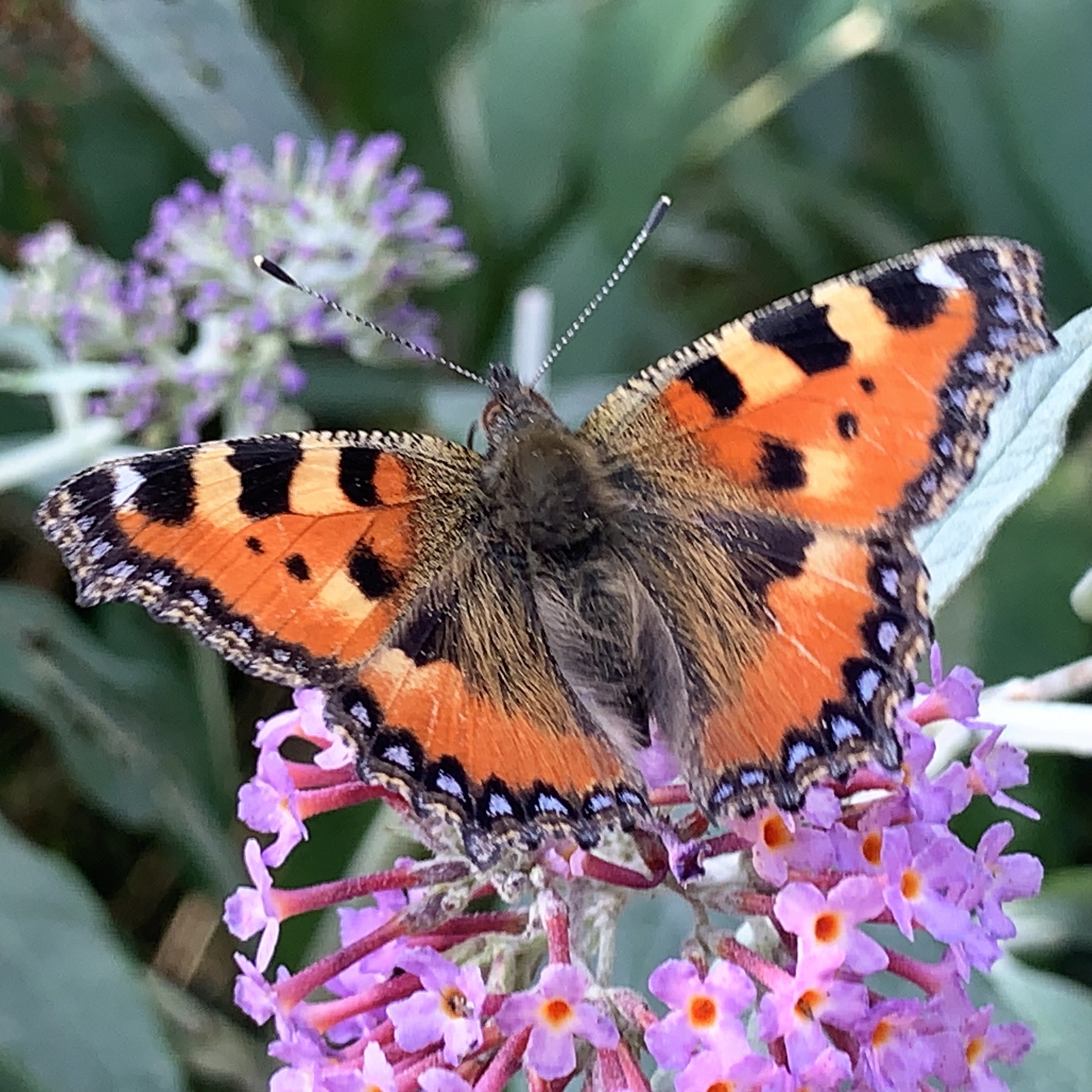 Small Tortoiseshell Butterfly