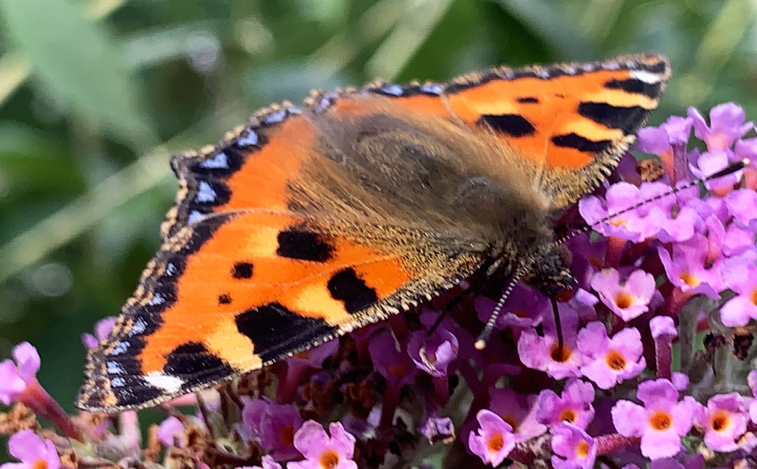 Feeding - Small Tortoiseshell Butterfly