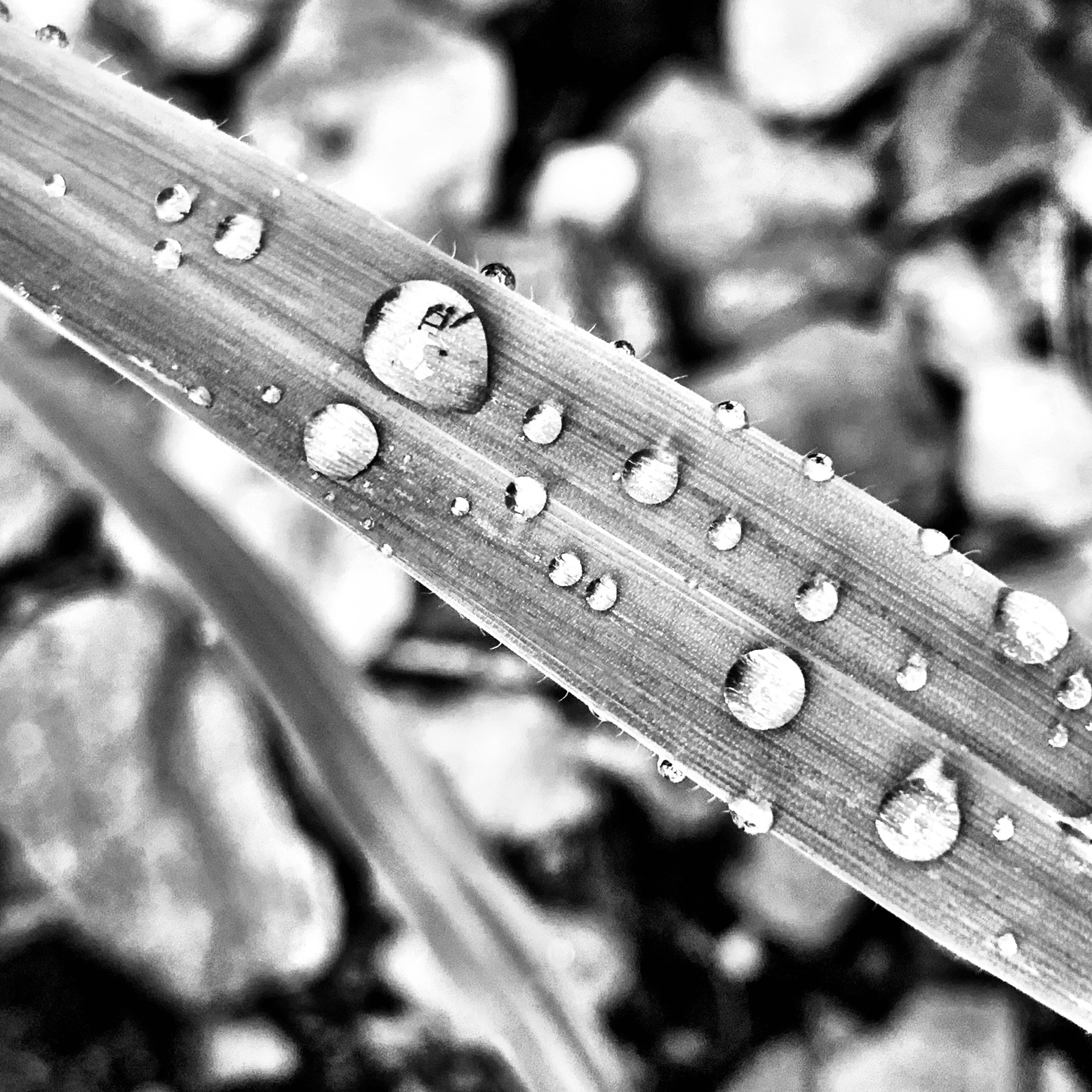 Rain drops