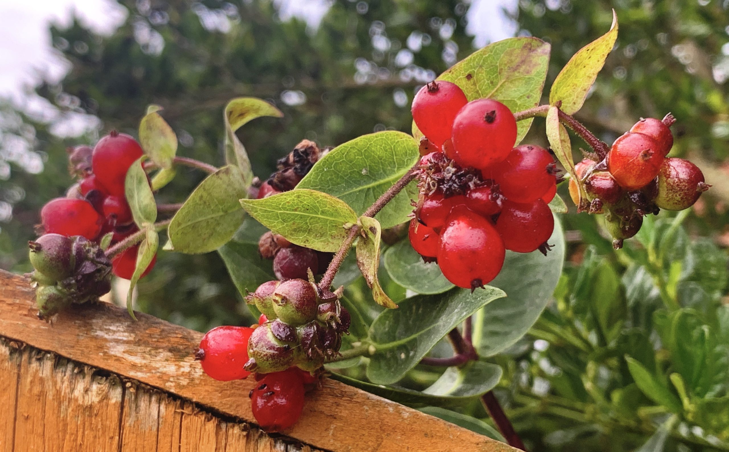 Red berries​