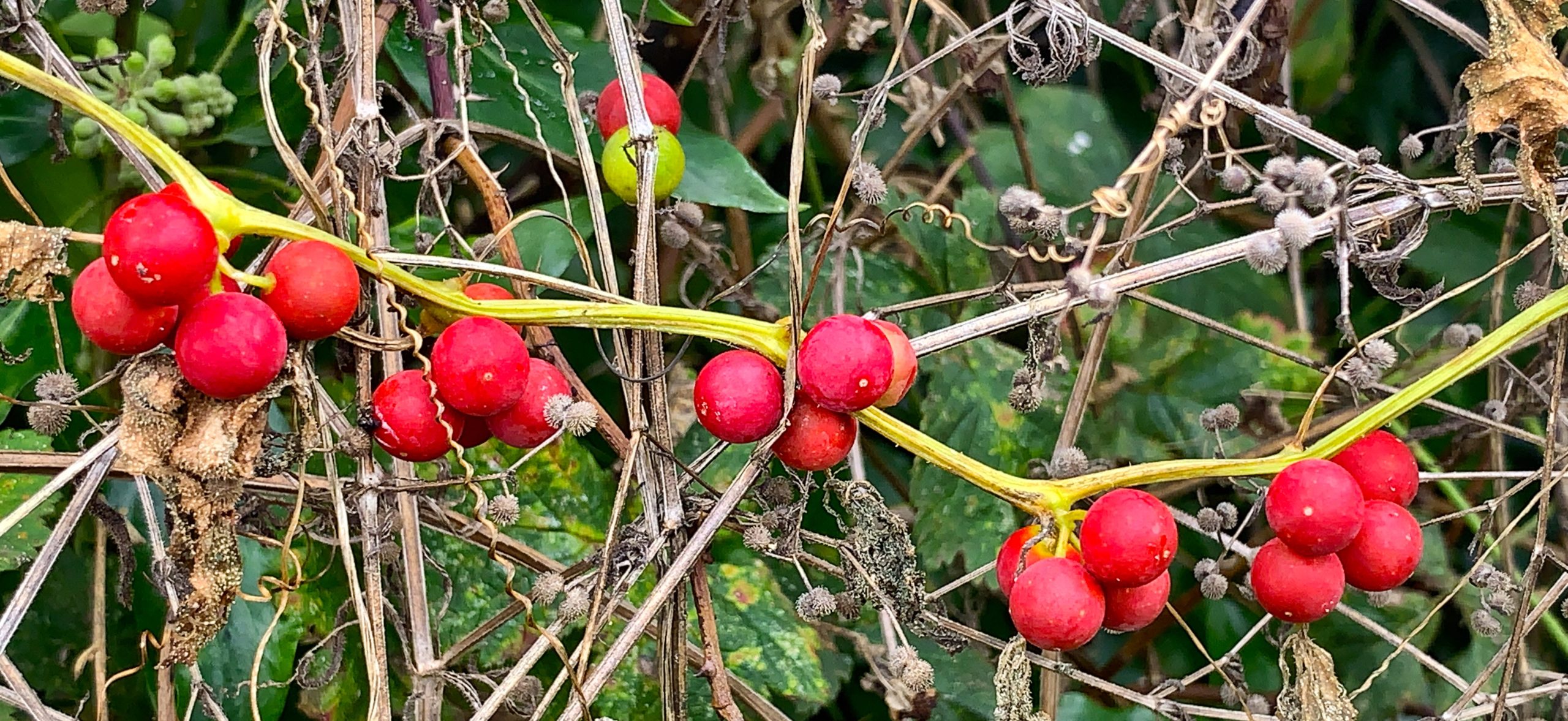 Red berries​