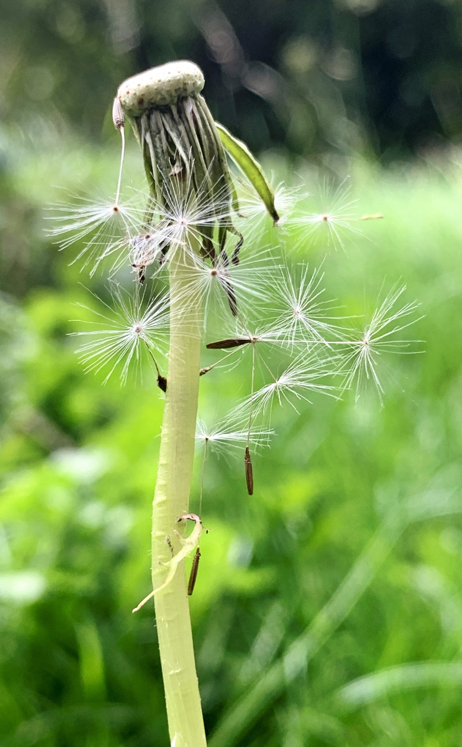 Another Dandelion​