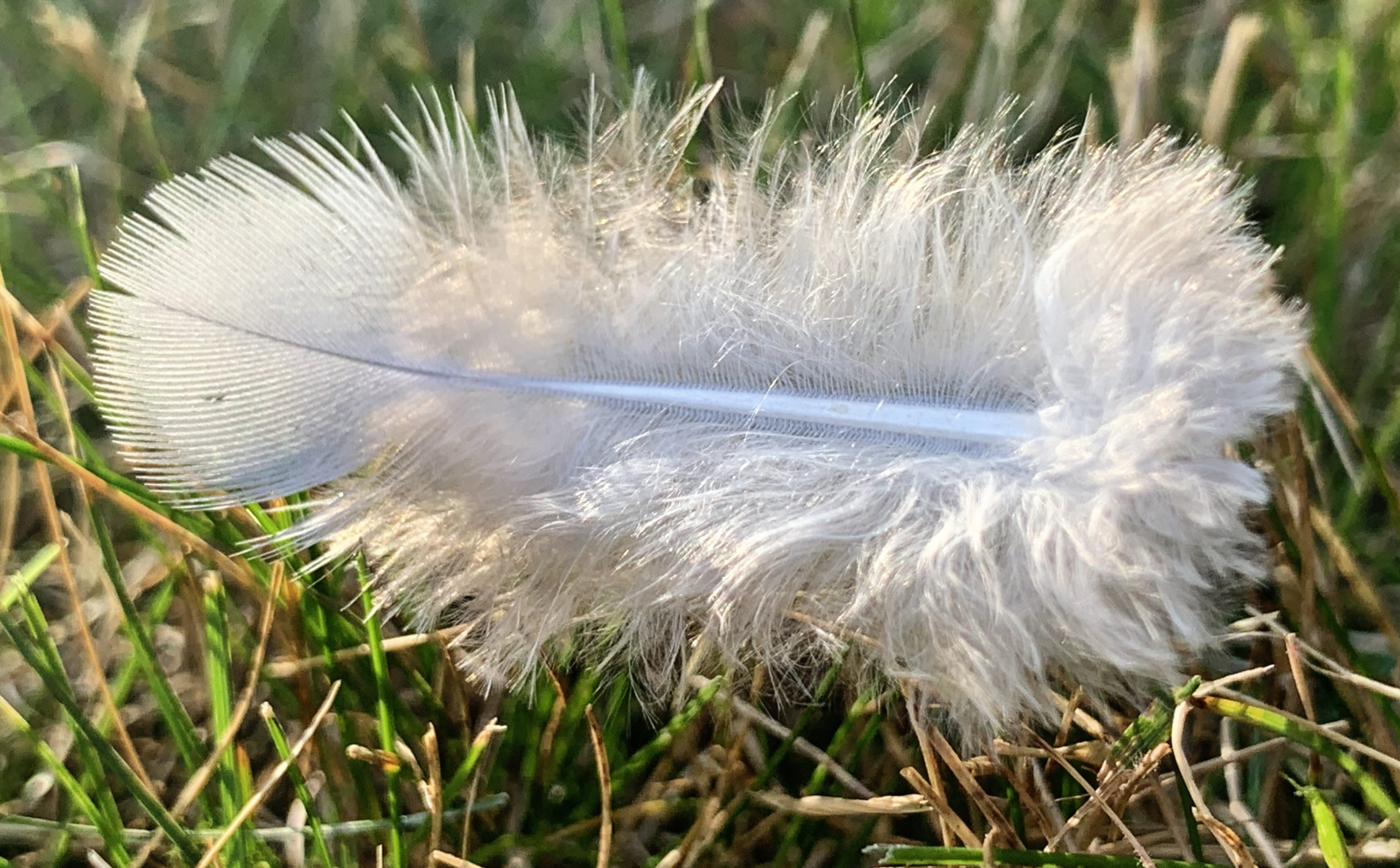 Down feather