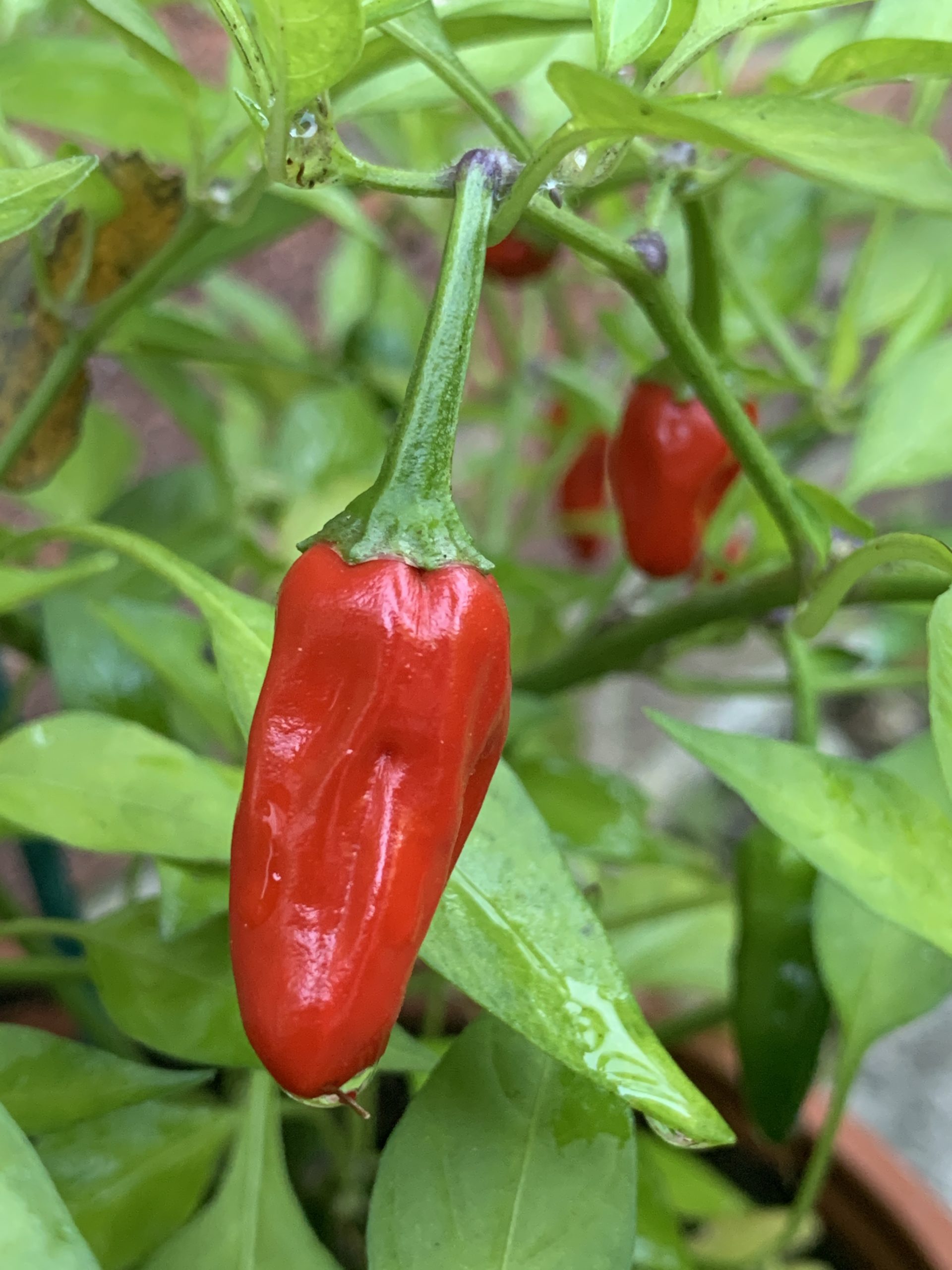 Home grown chilli ​