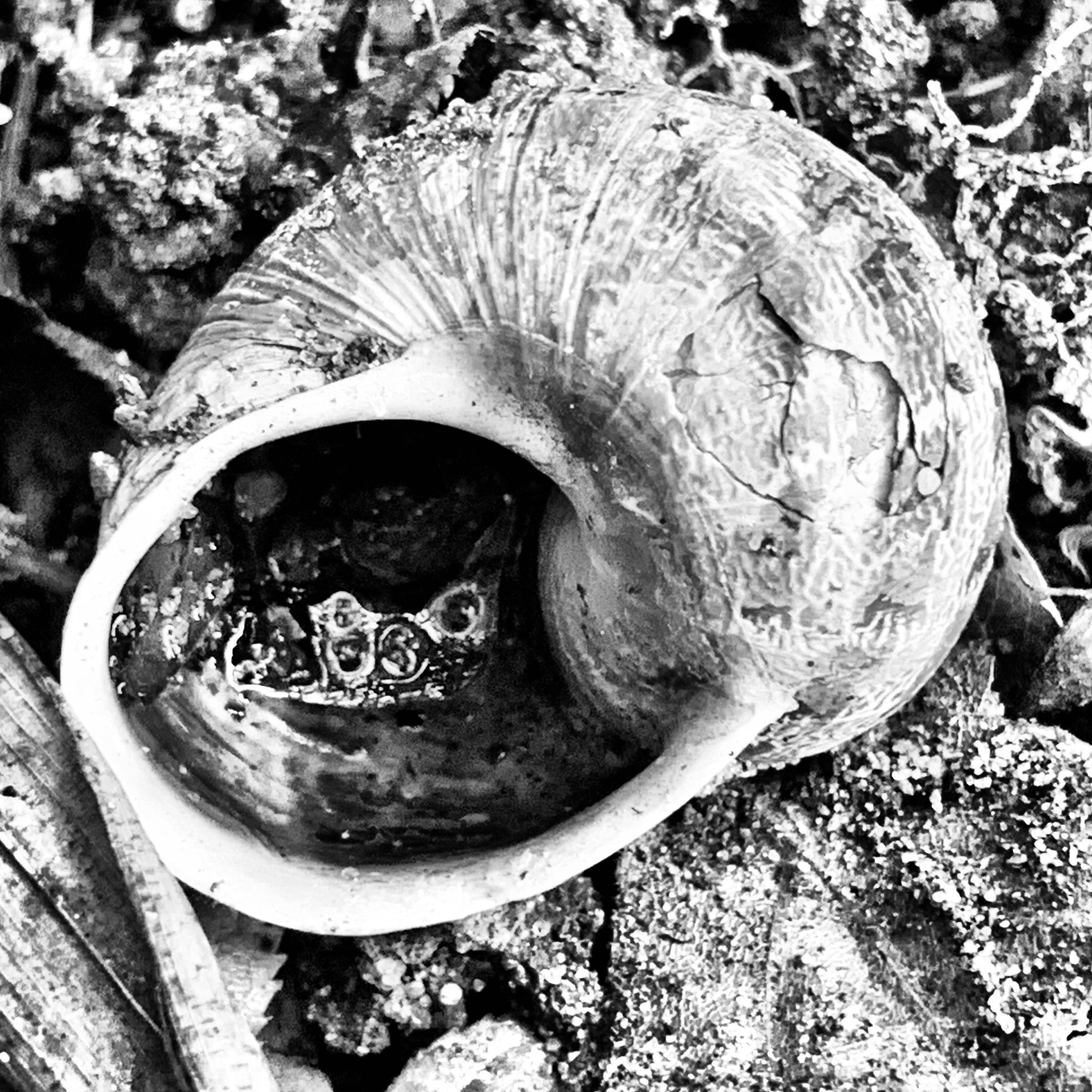 Snail shell