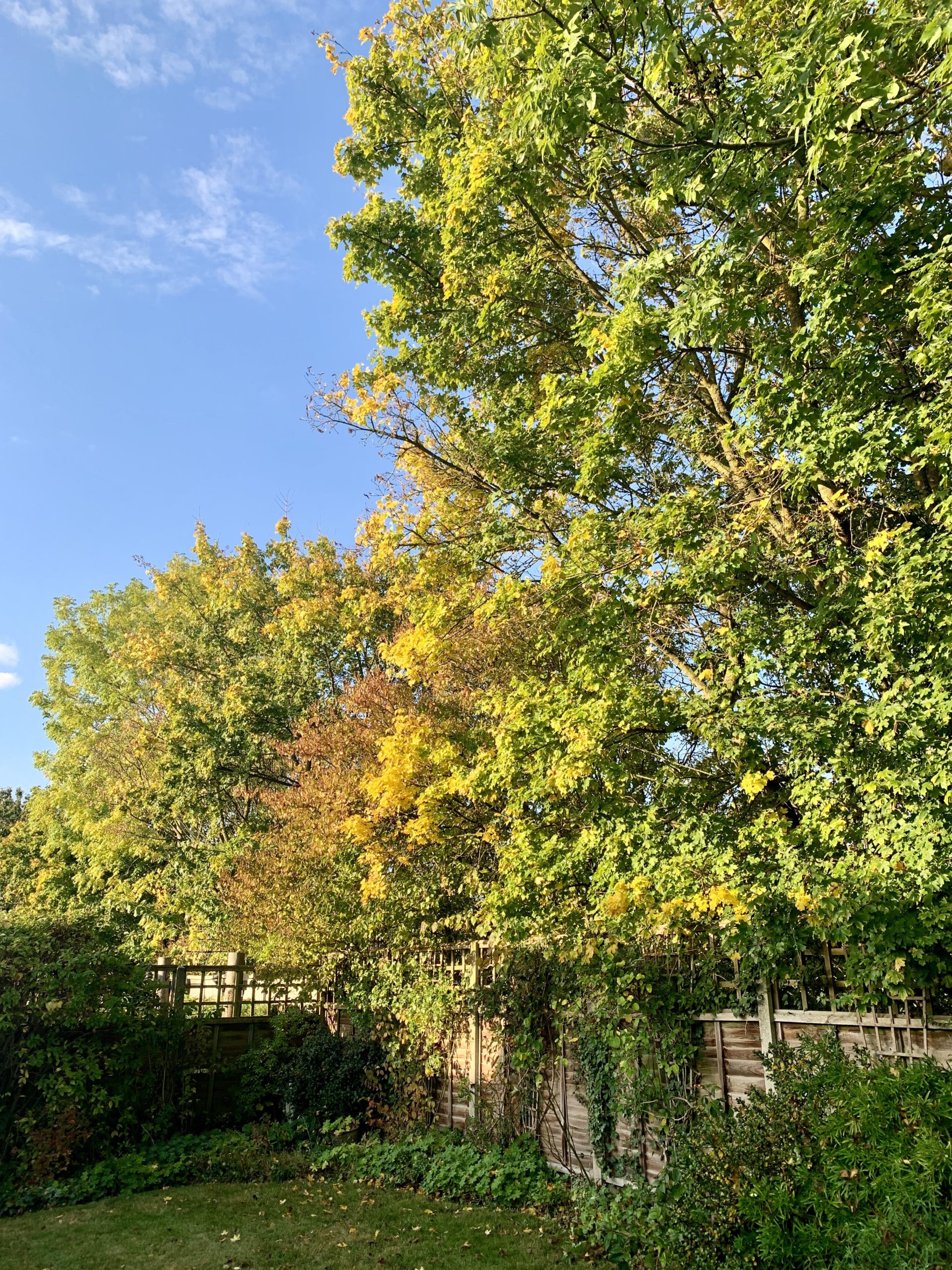 The view from the shed today​