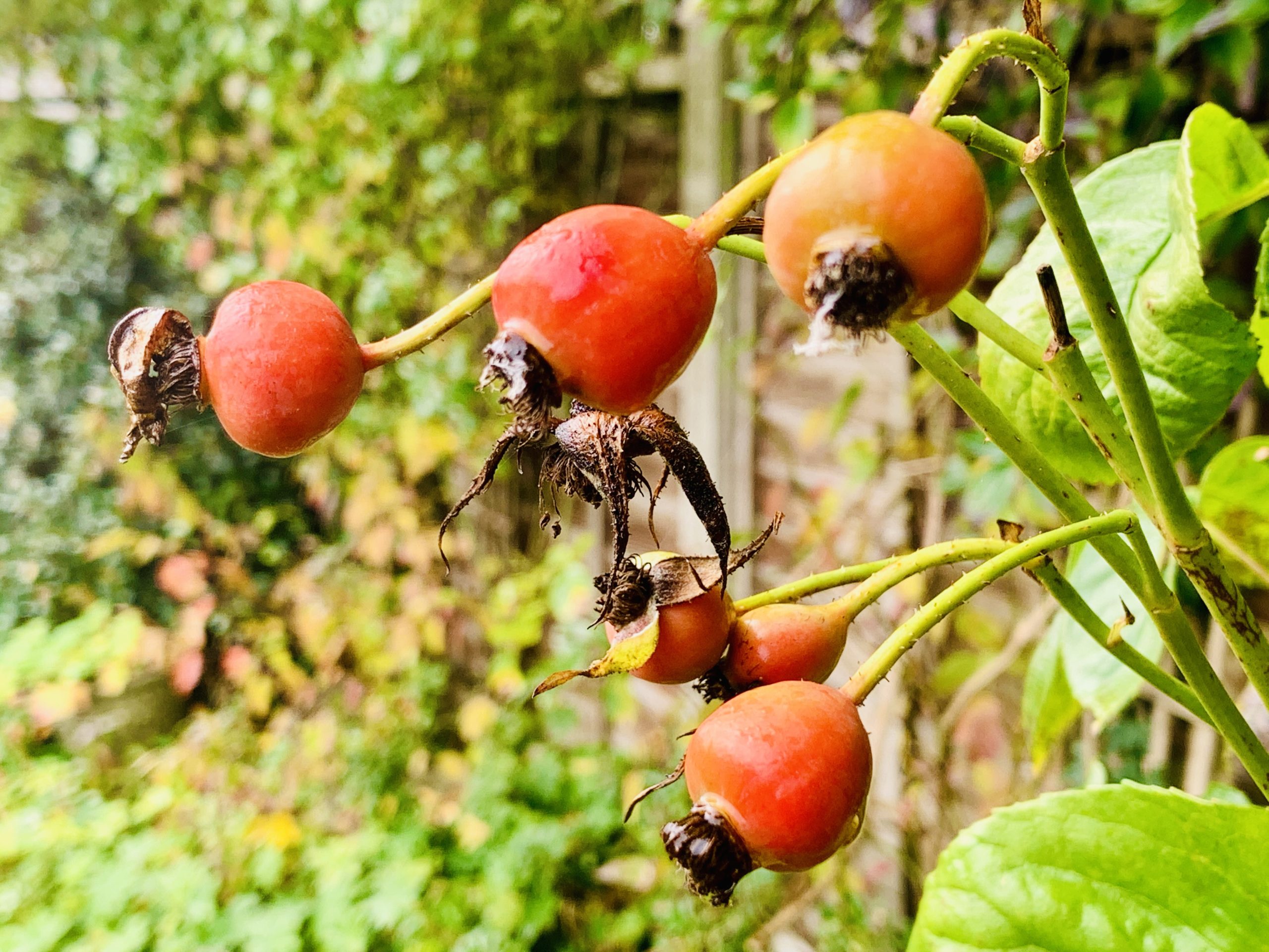 Rose Hips​