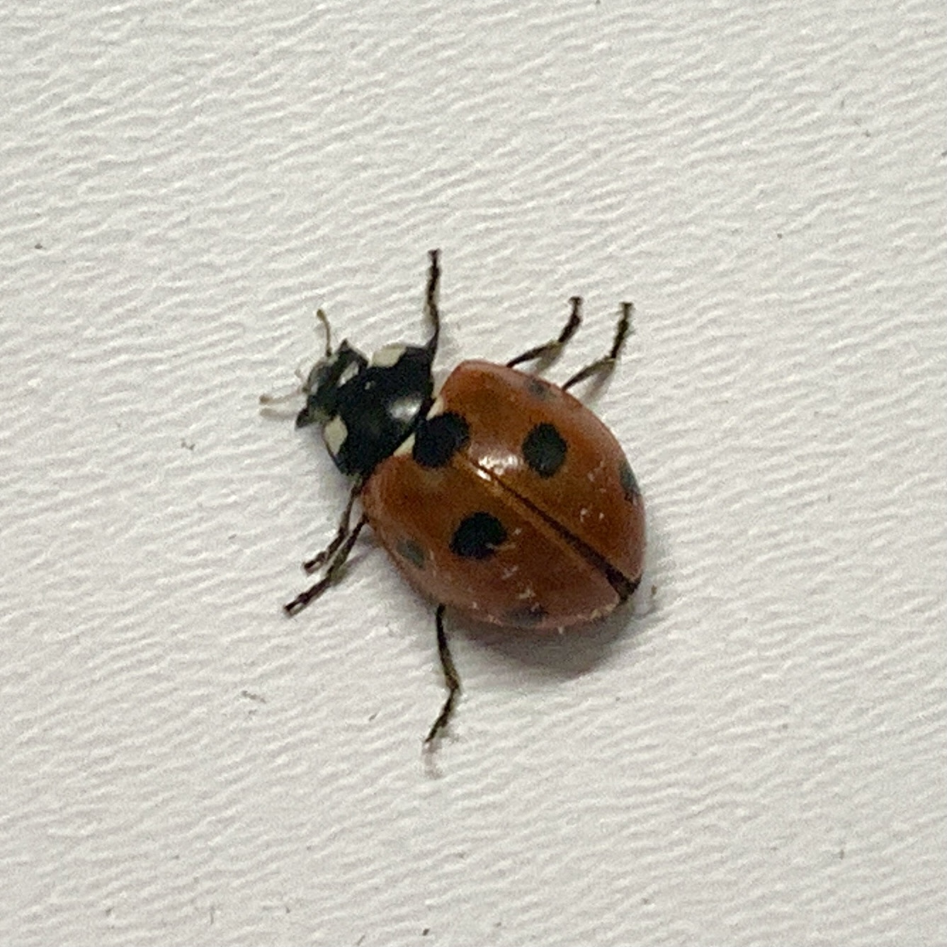 Ladybird