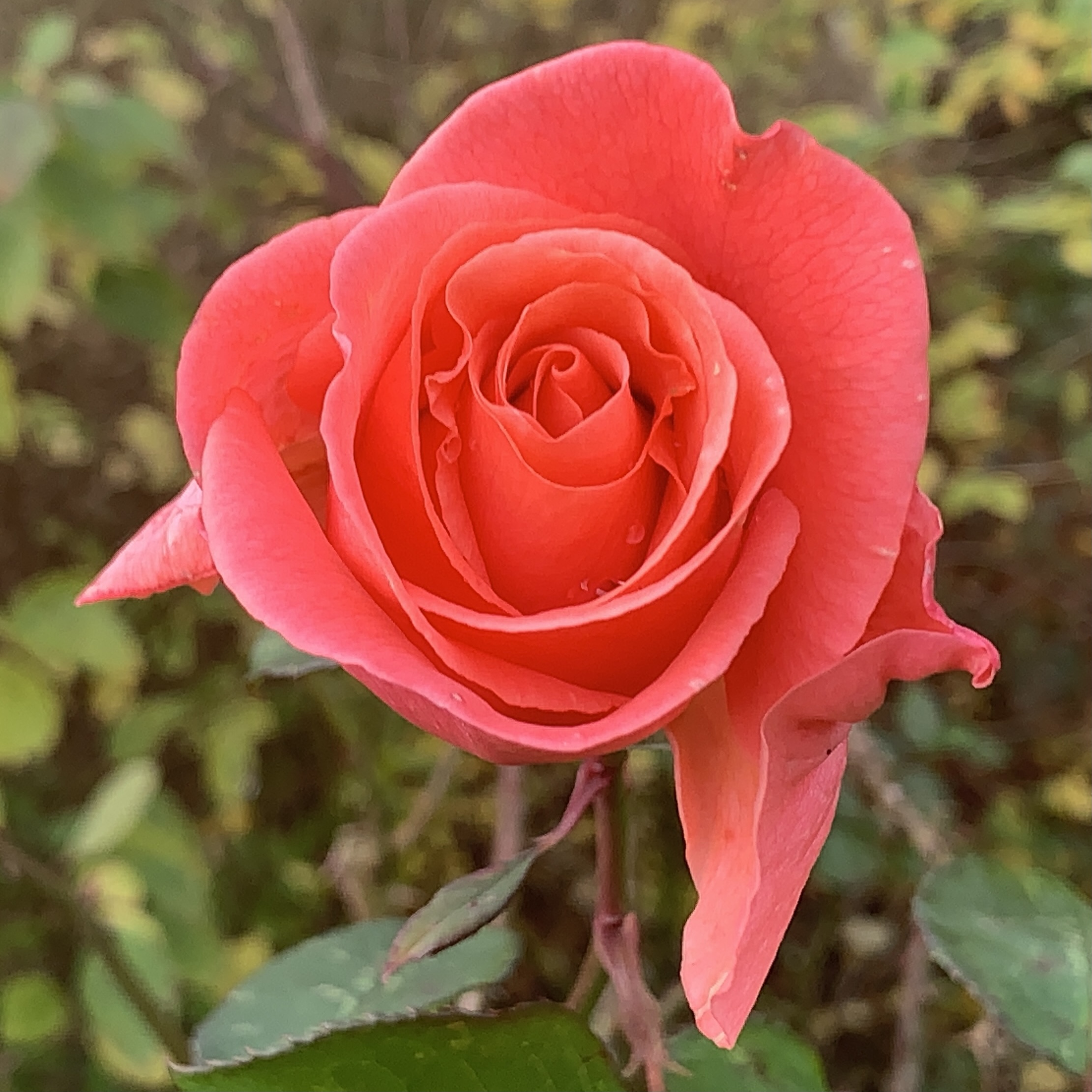 Yet another rose​