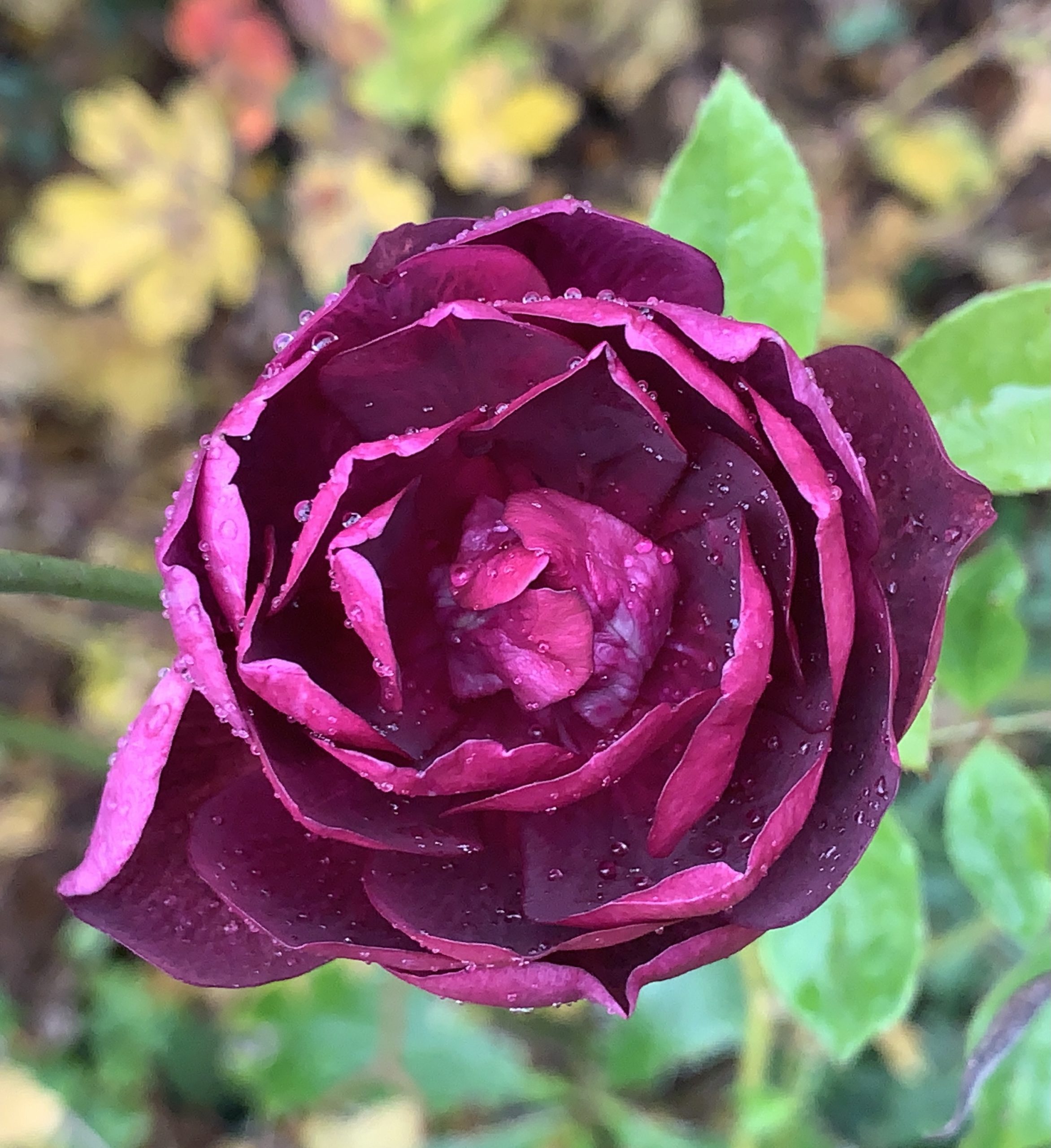 Flower and rain drops​