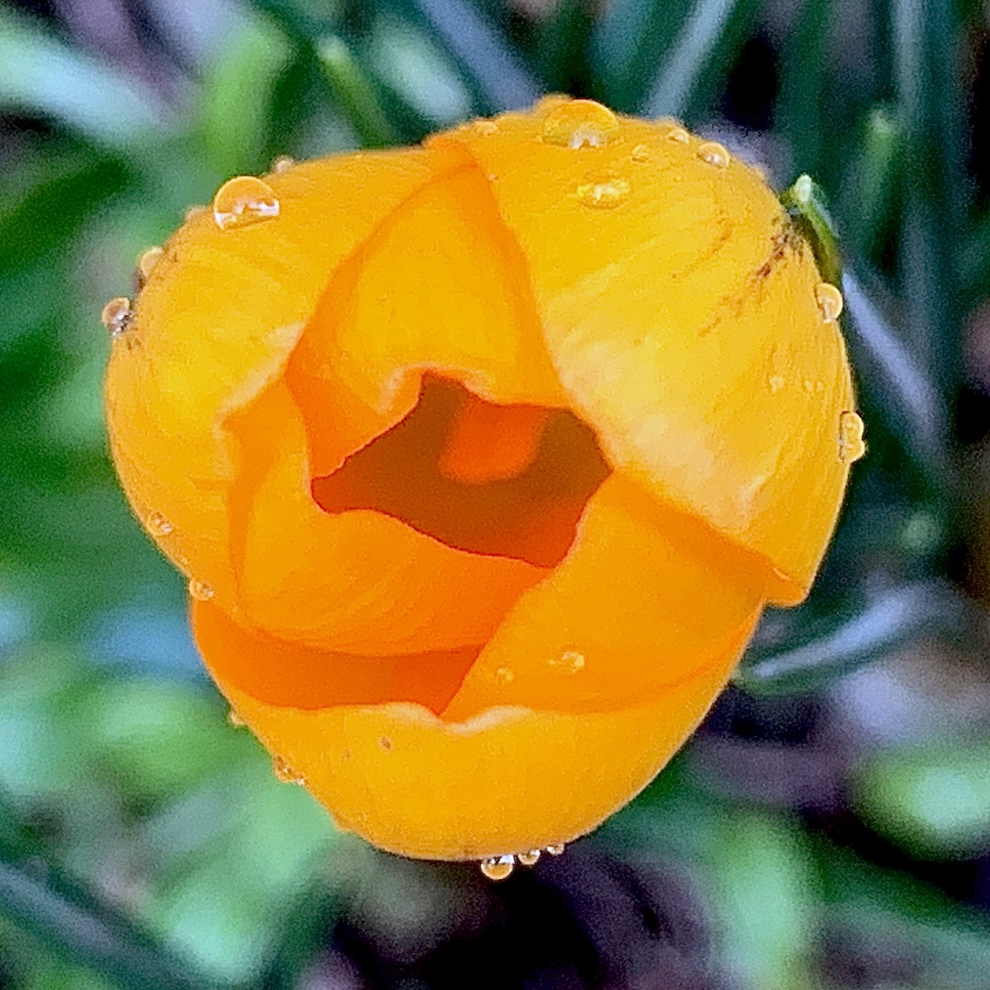 Crocuses or Croci?