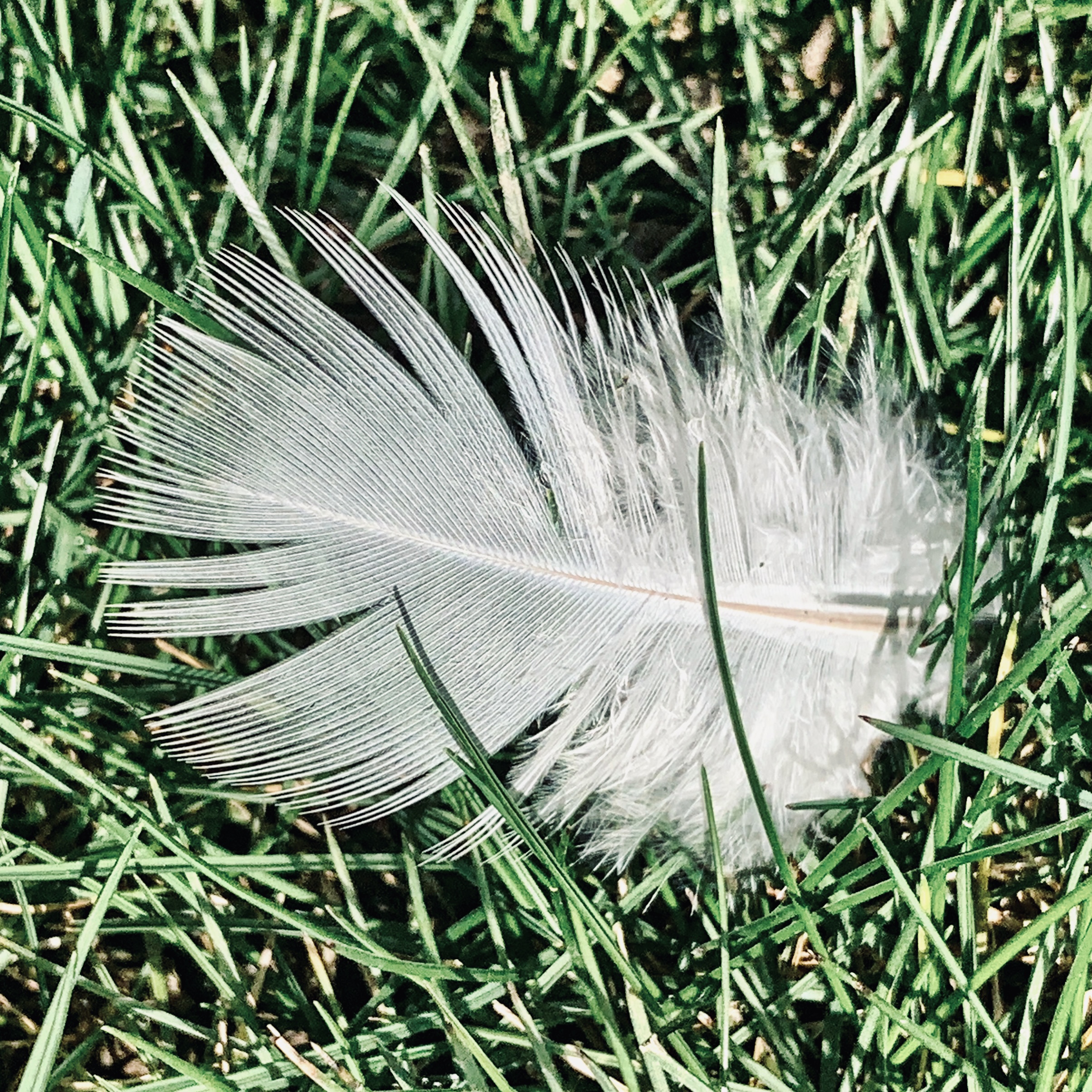 Feather