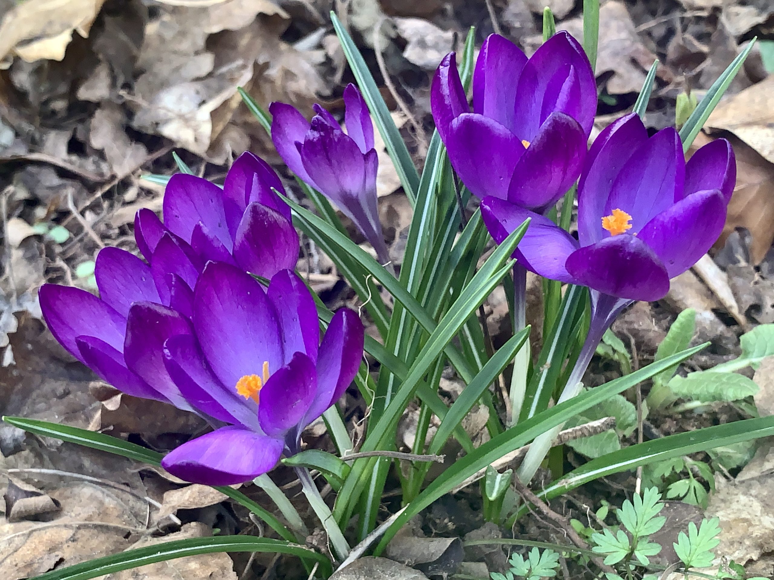 Purple Crocus