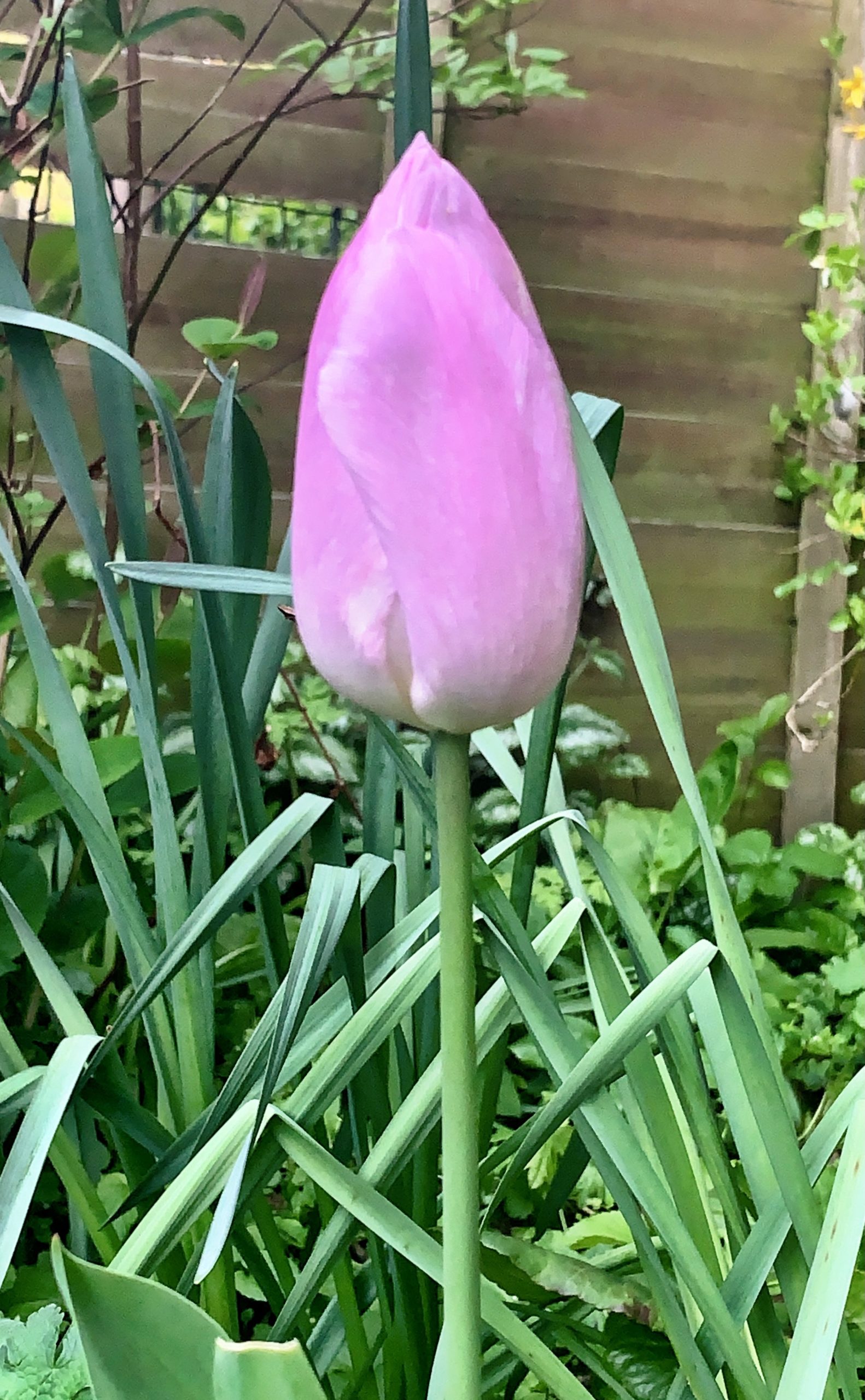 Tulip