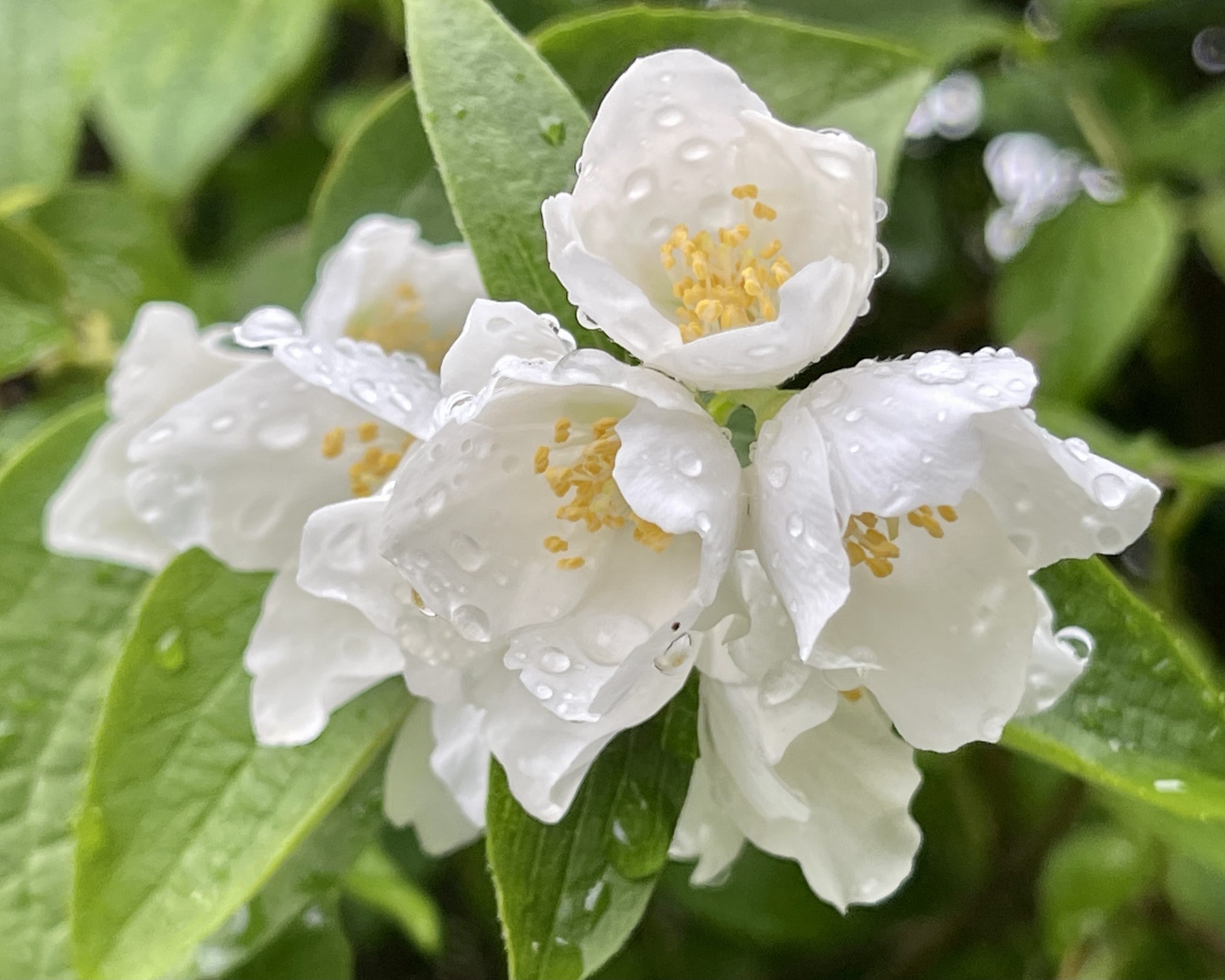 White flowers and rain drops