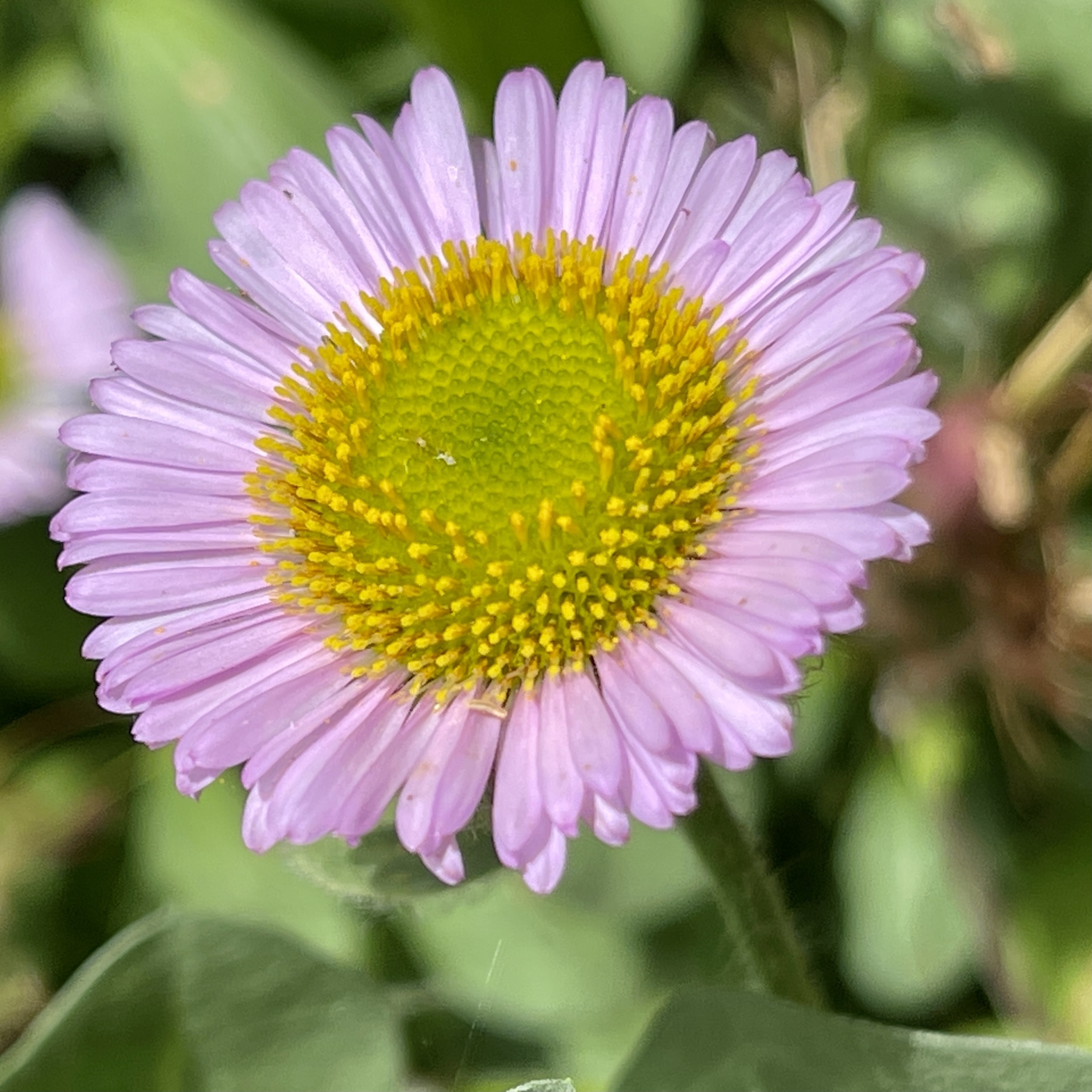 Purple flower