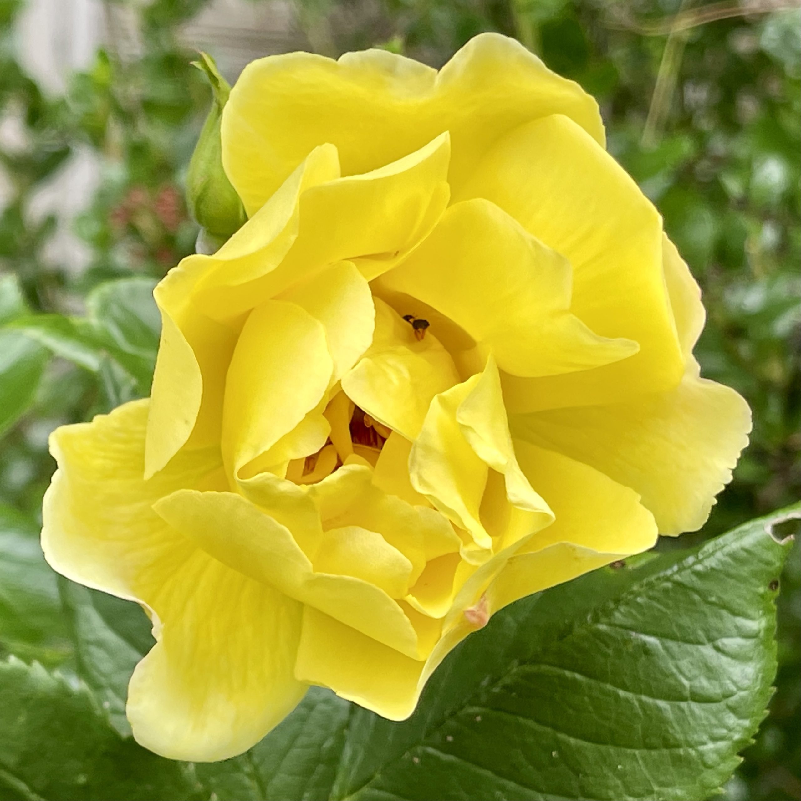 Yellow rose