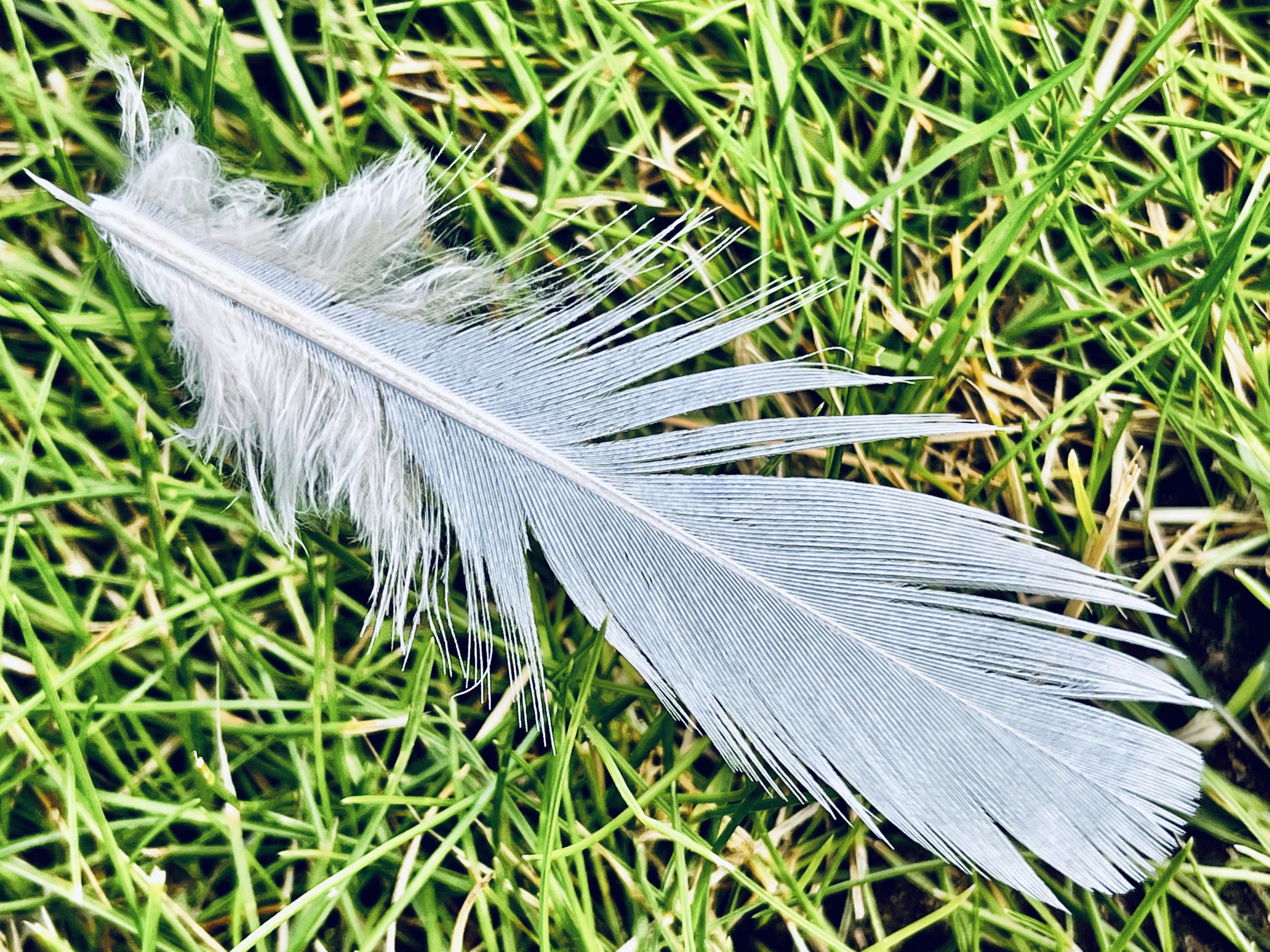 Feather