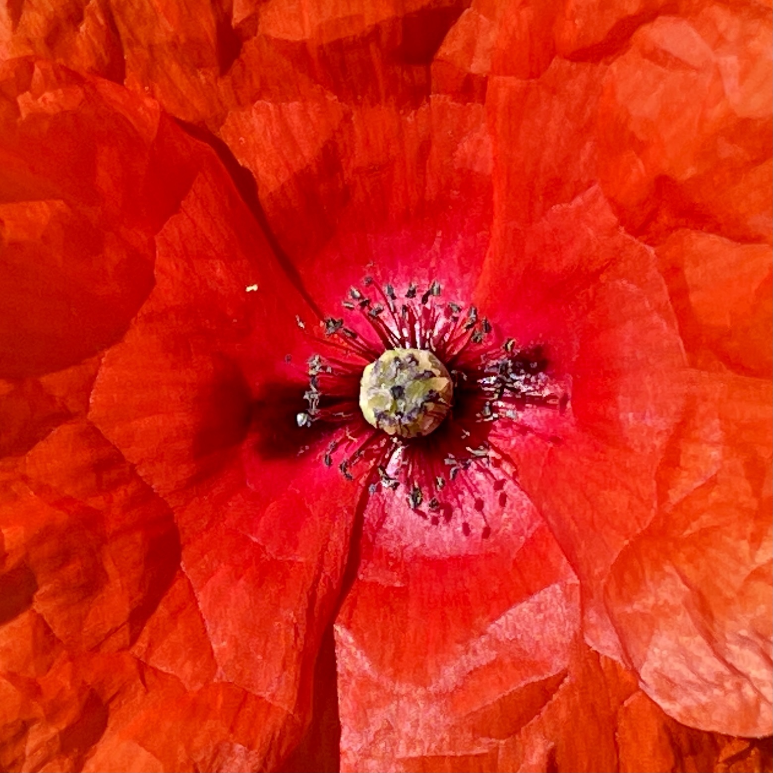 Poppy