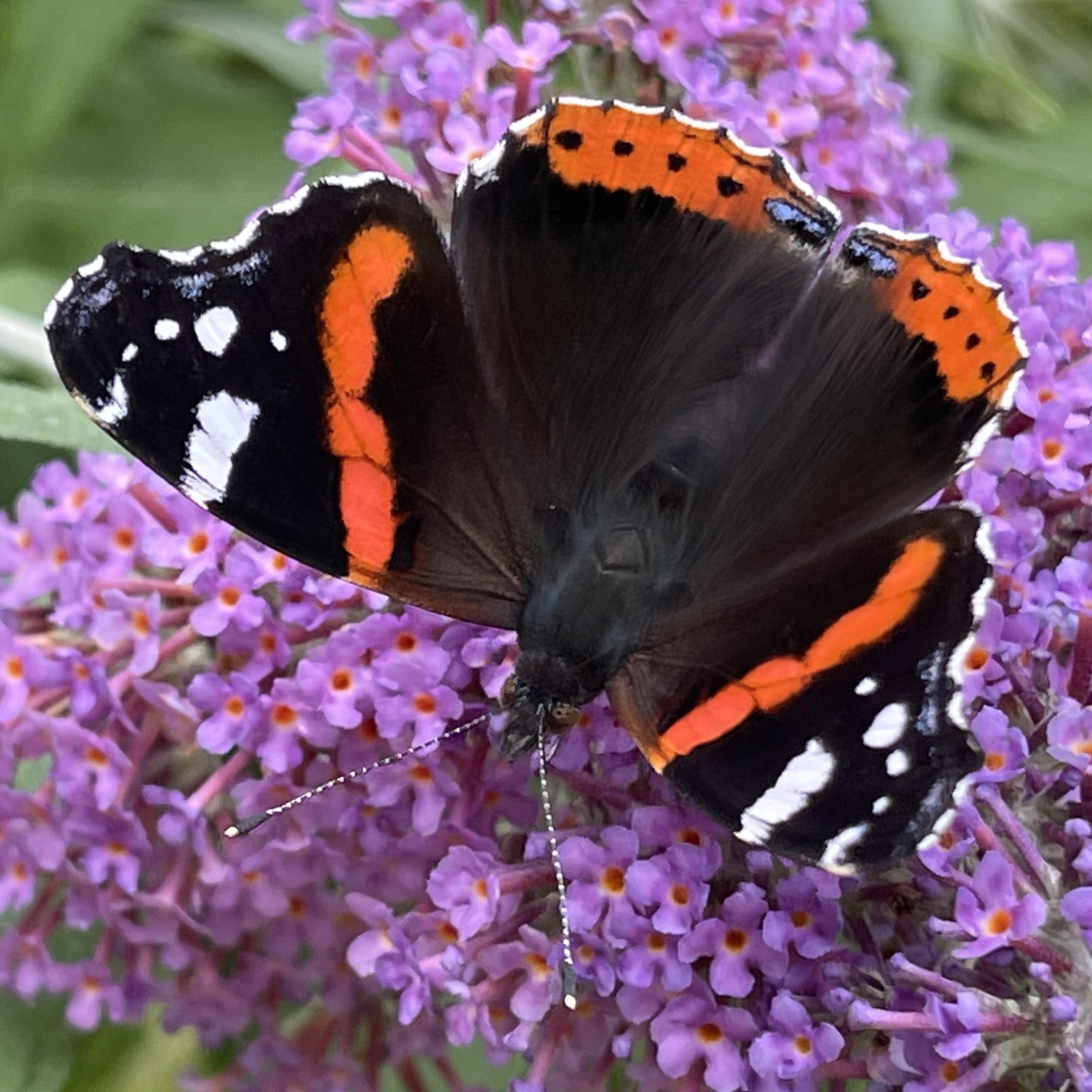 Red Admiral​