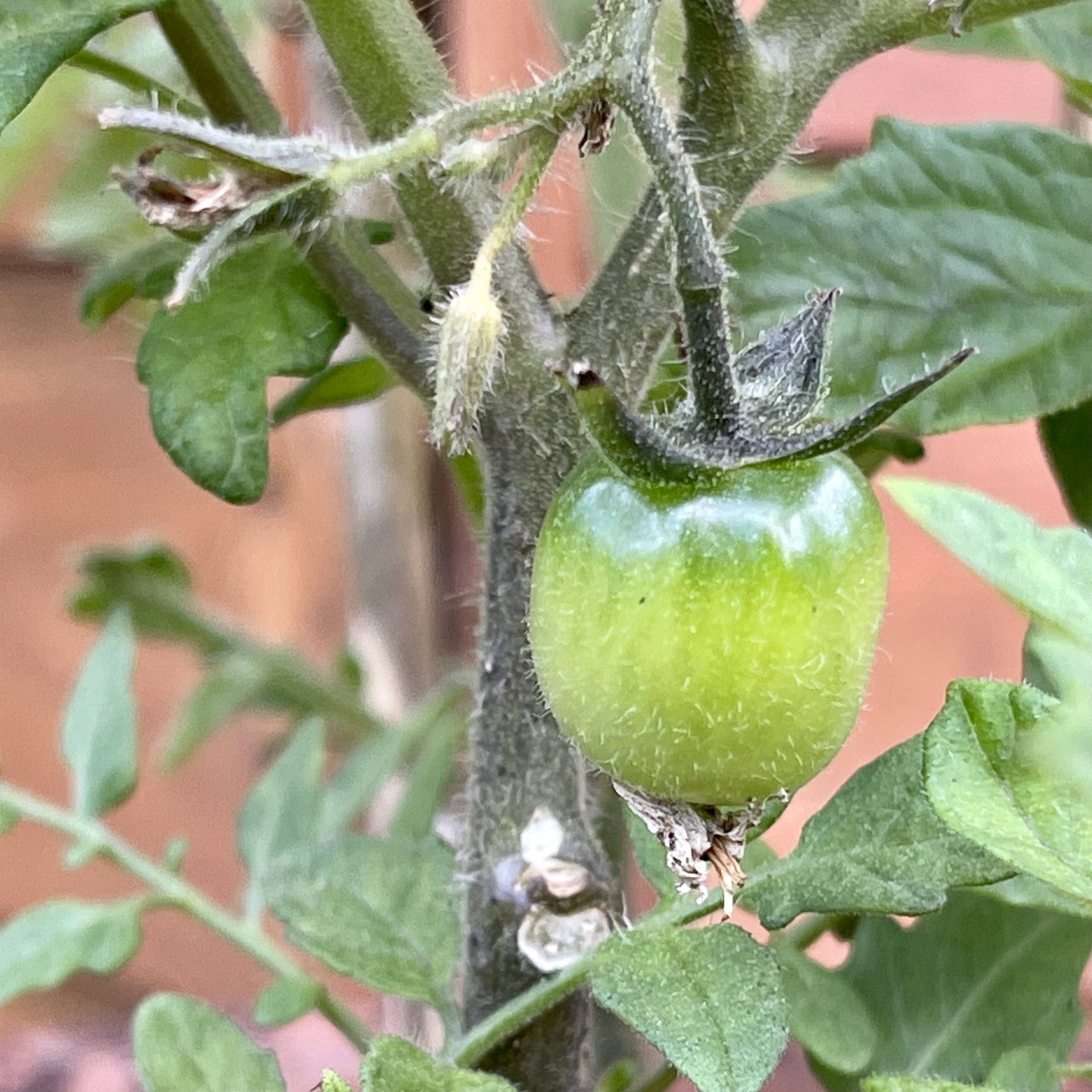 Small green tomato