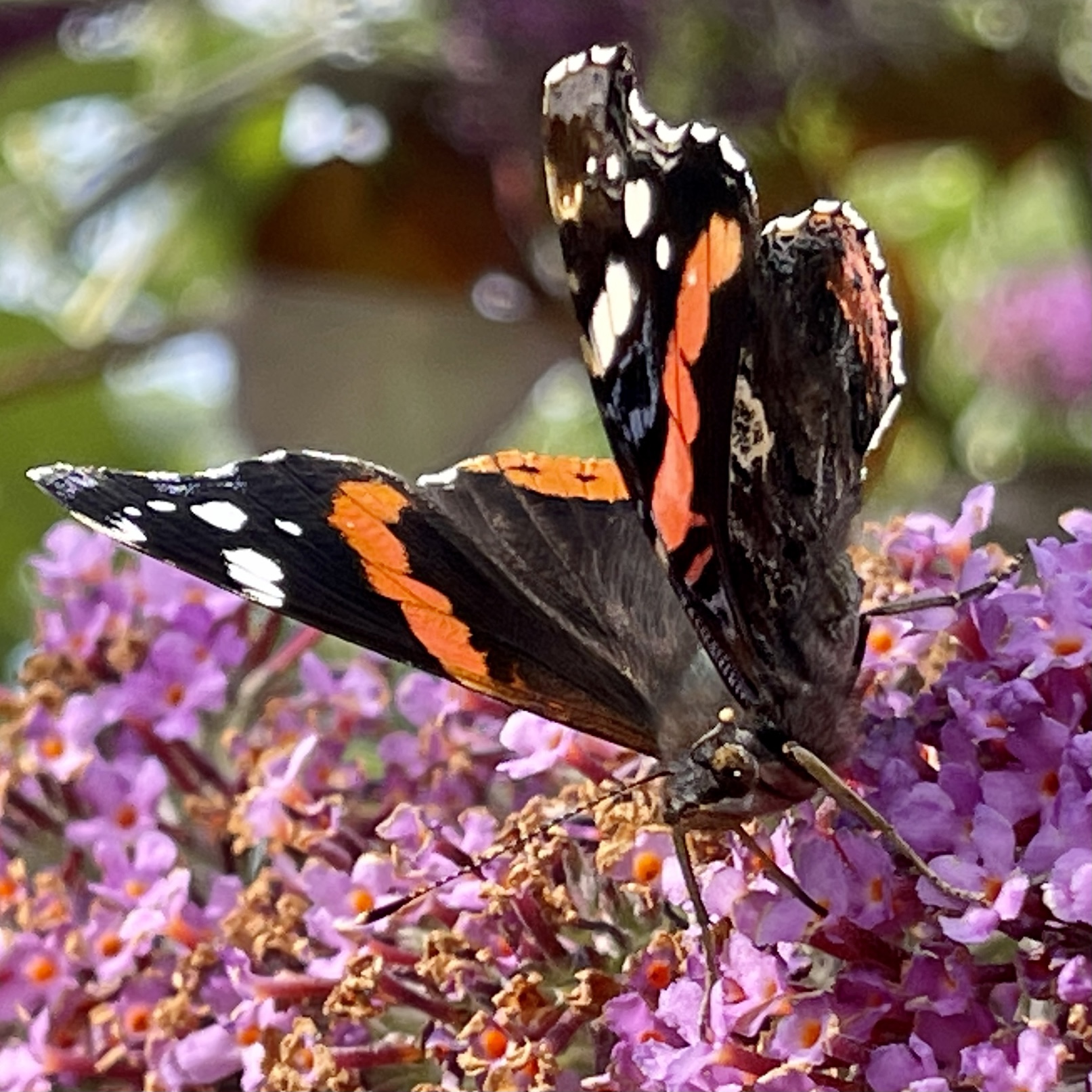 Red Admiral​ Butterfly