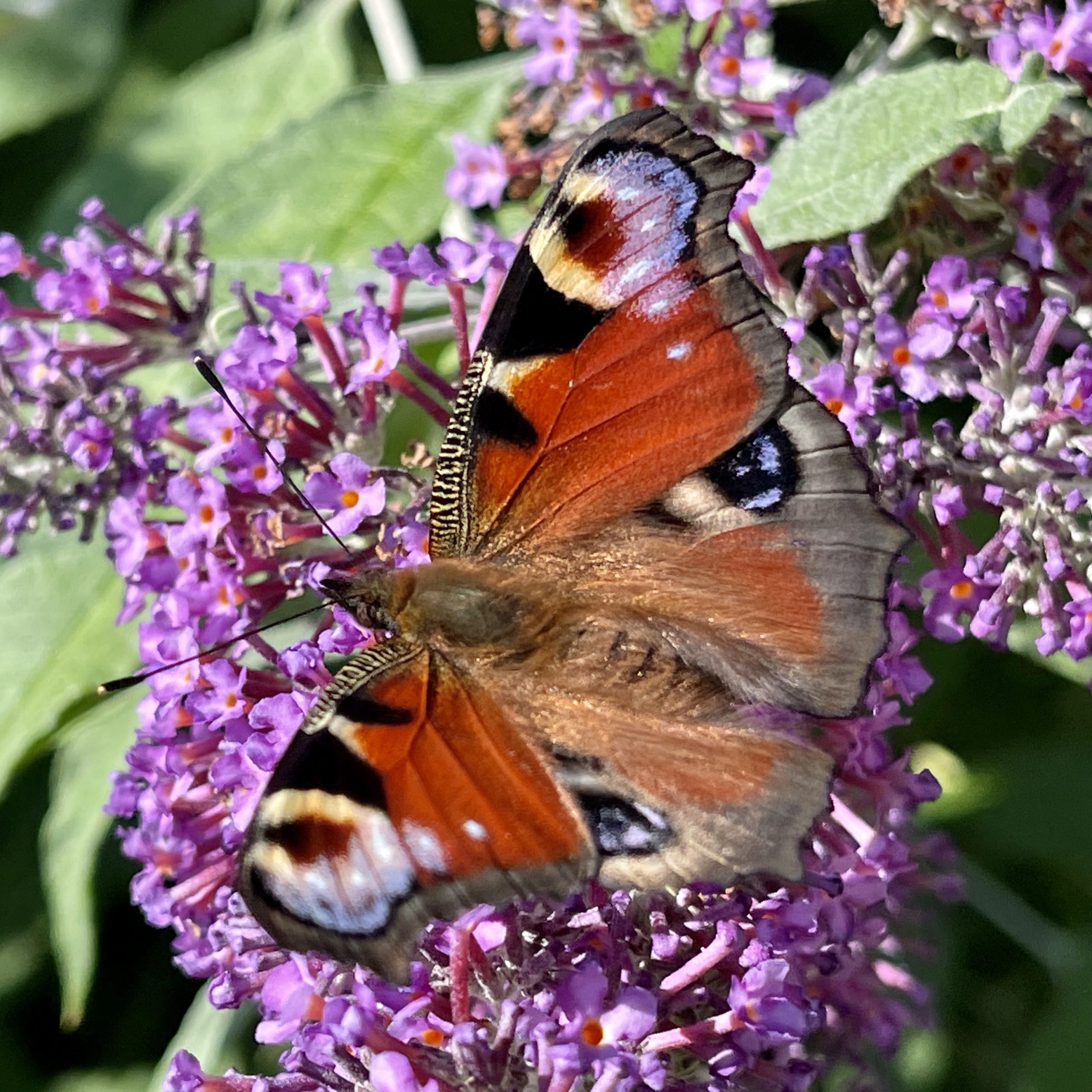 Peacock Butterfly​