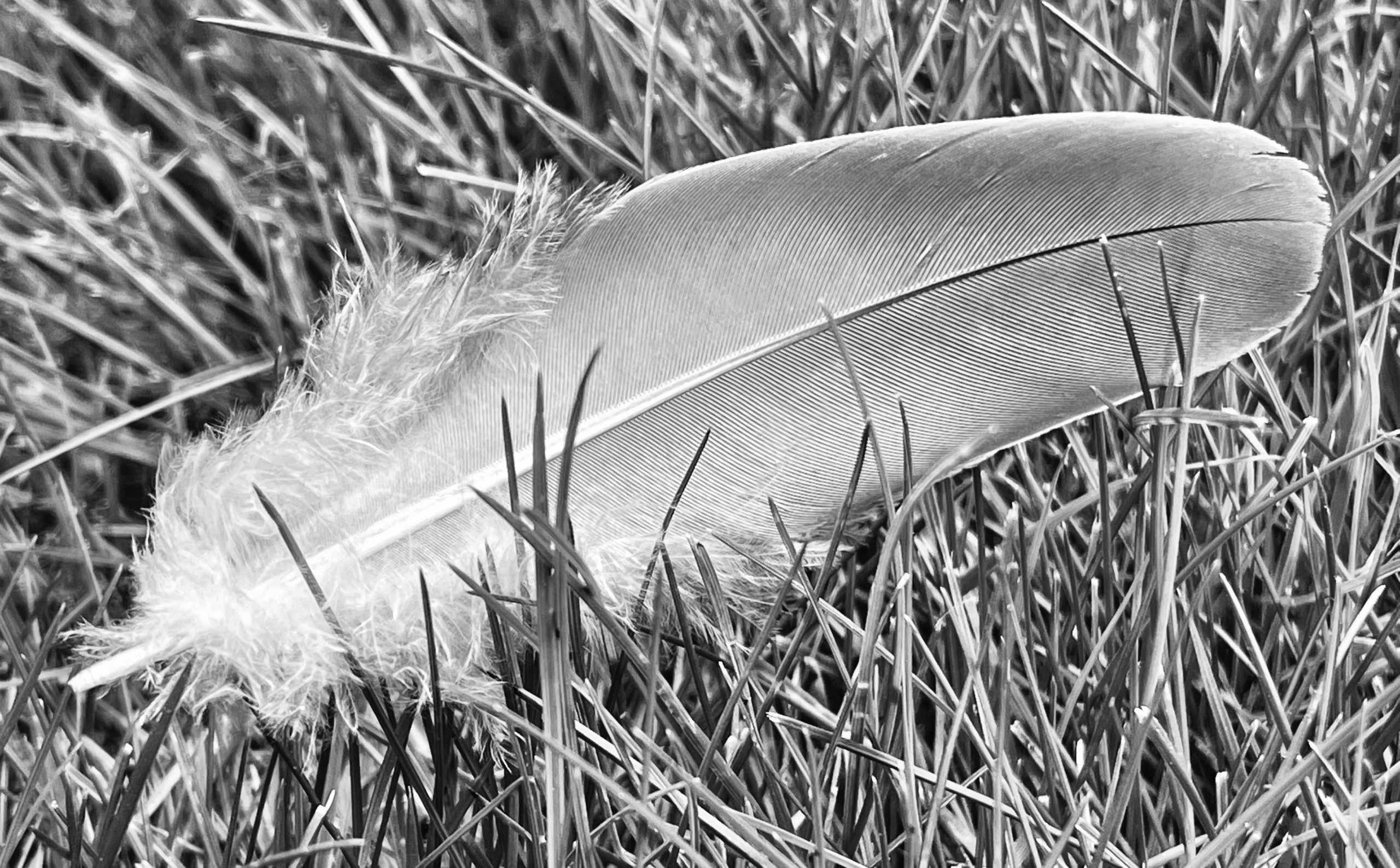 Feather in the grass