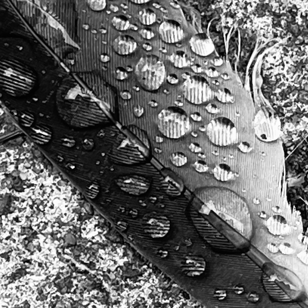 Feather with raindrops