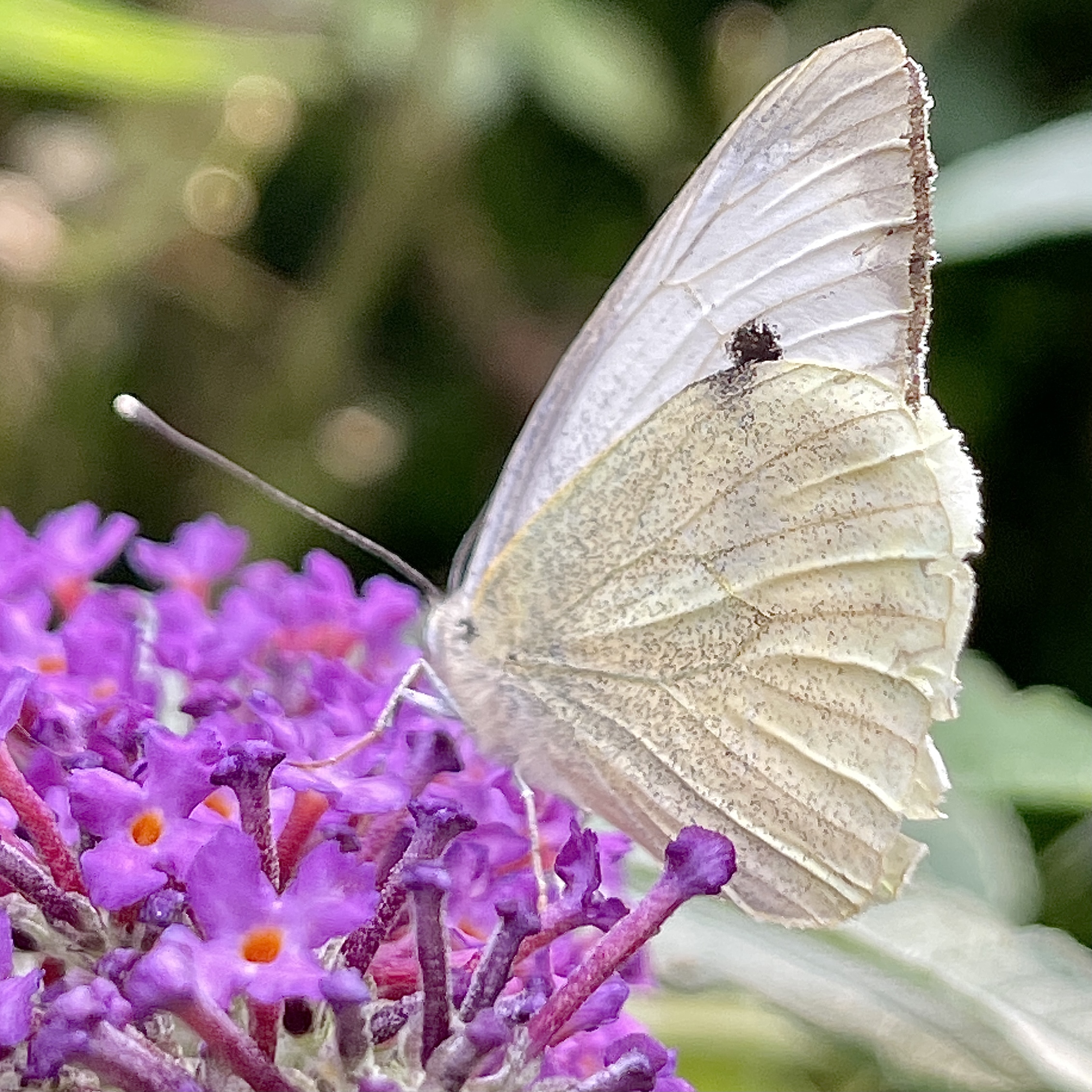 Cabbage White​