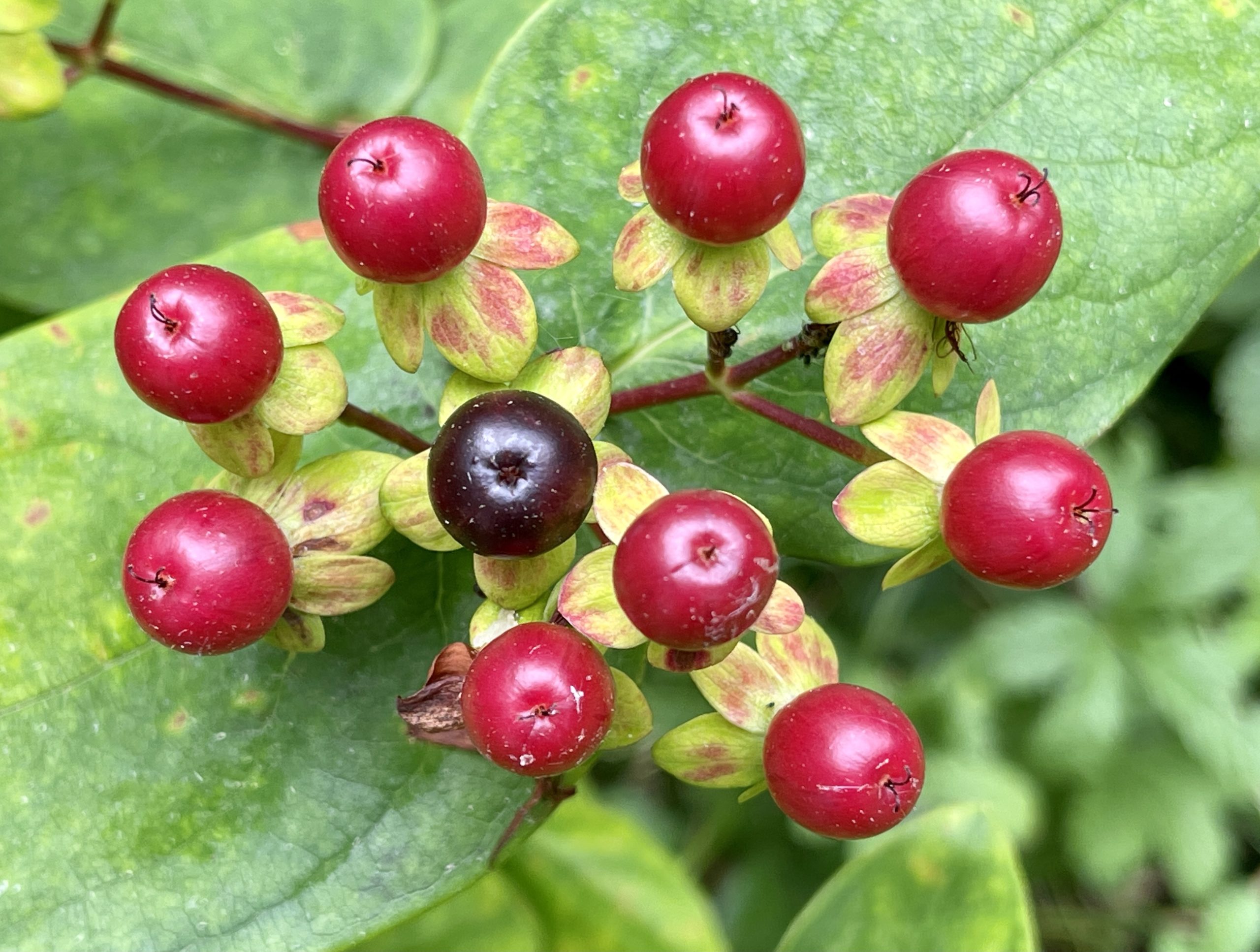 Berries