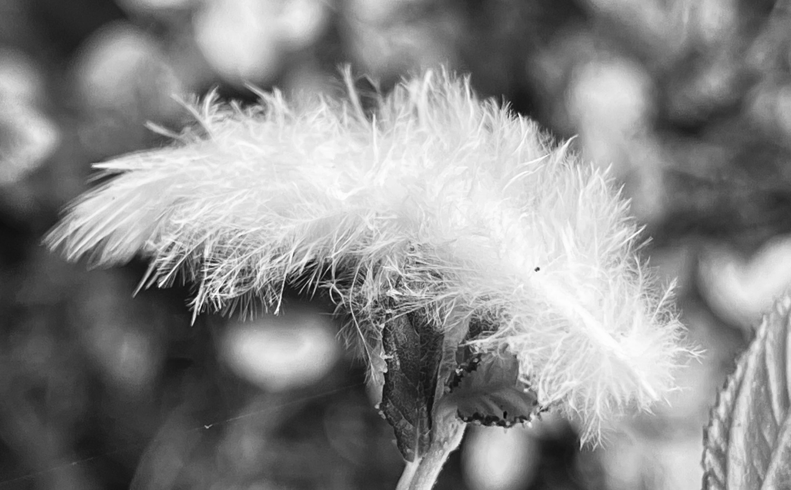 White Feather 