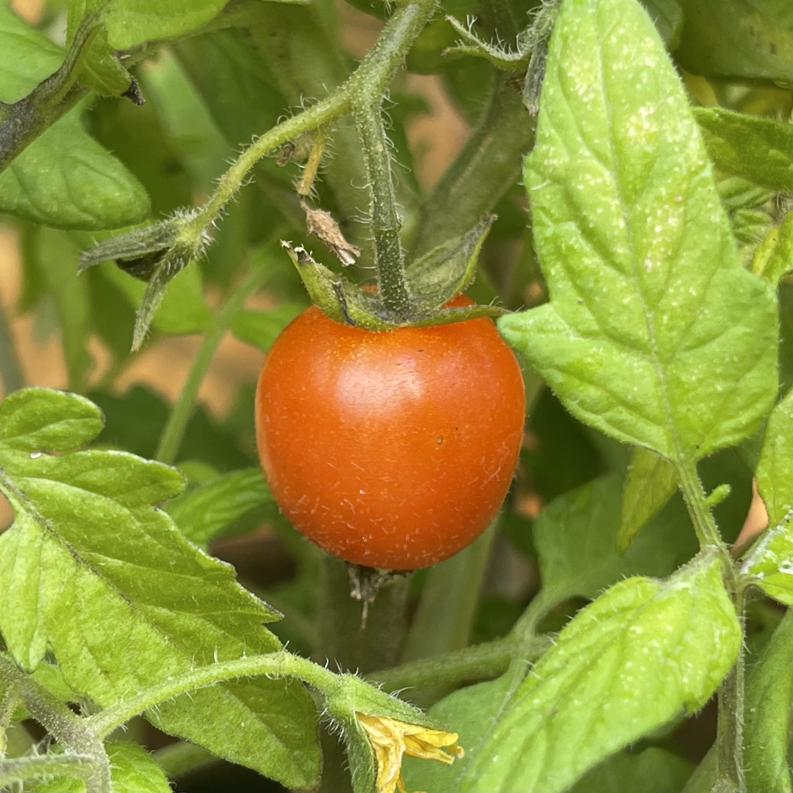 Small tomato