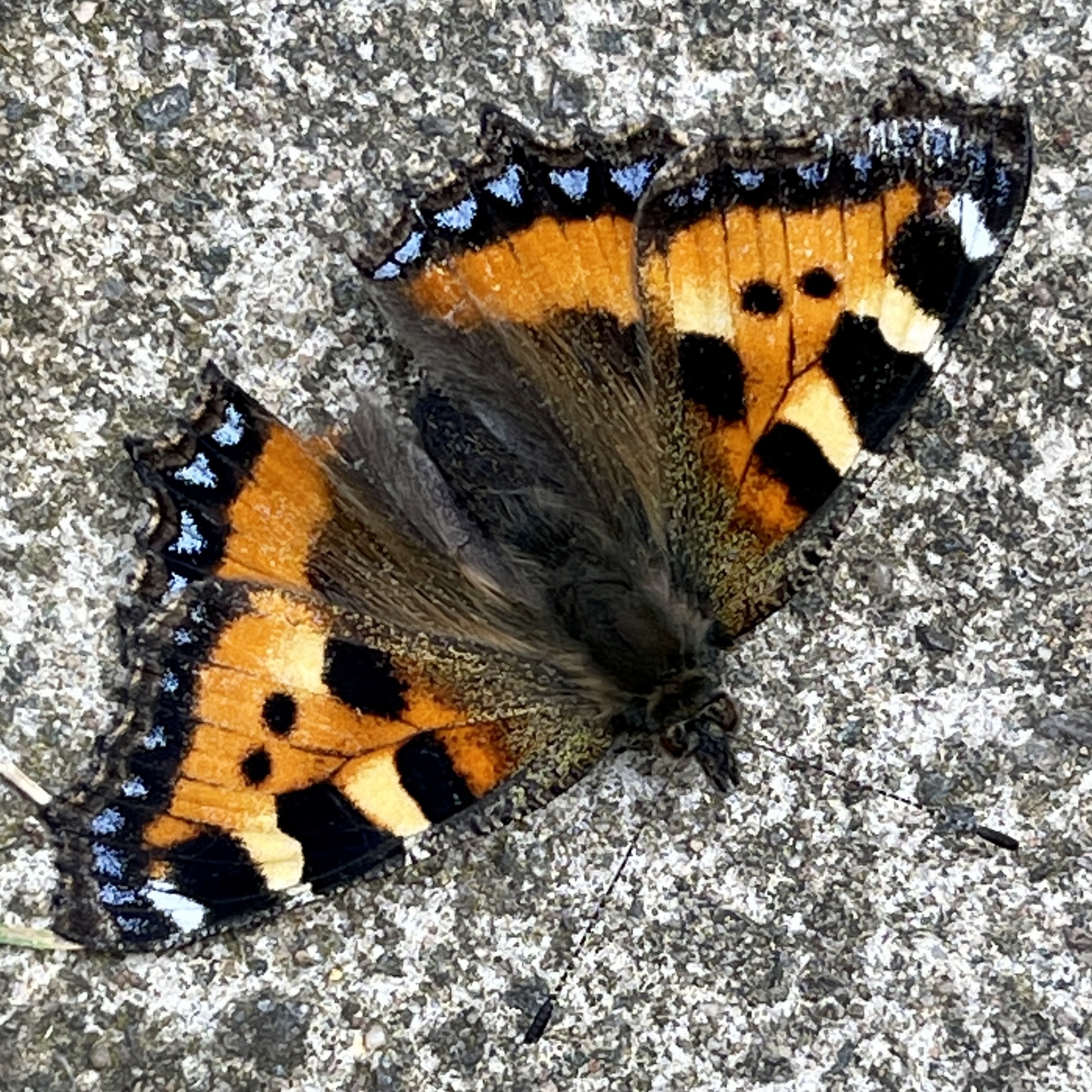 Red Admiral