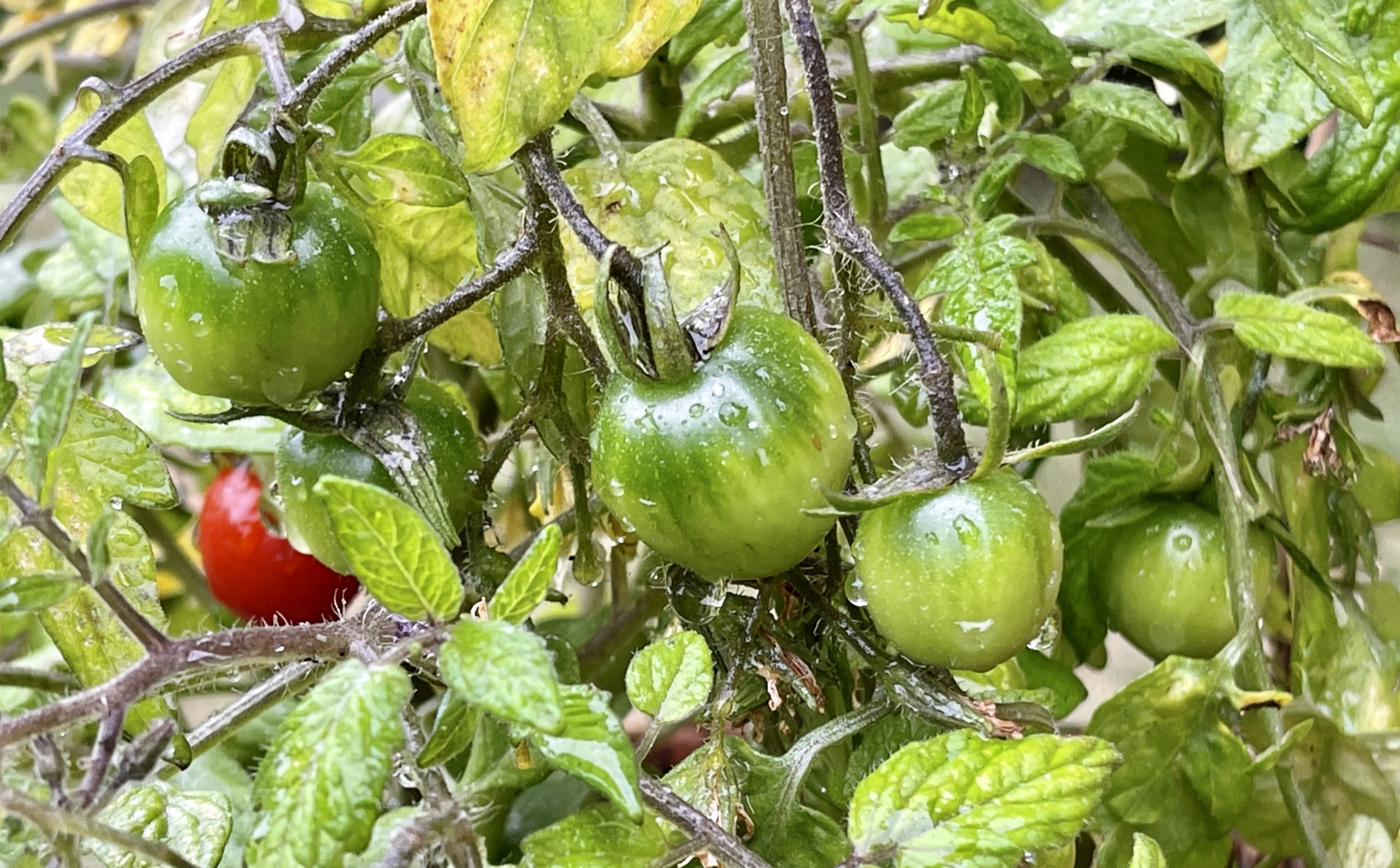 Green Tomatoes ​