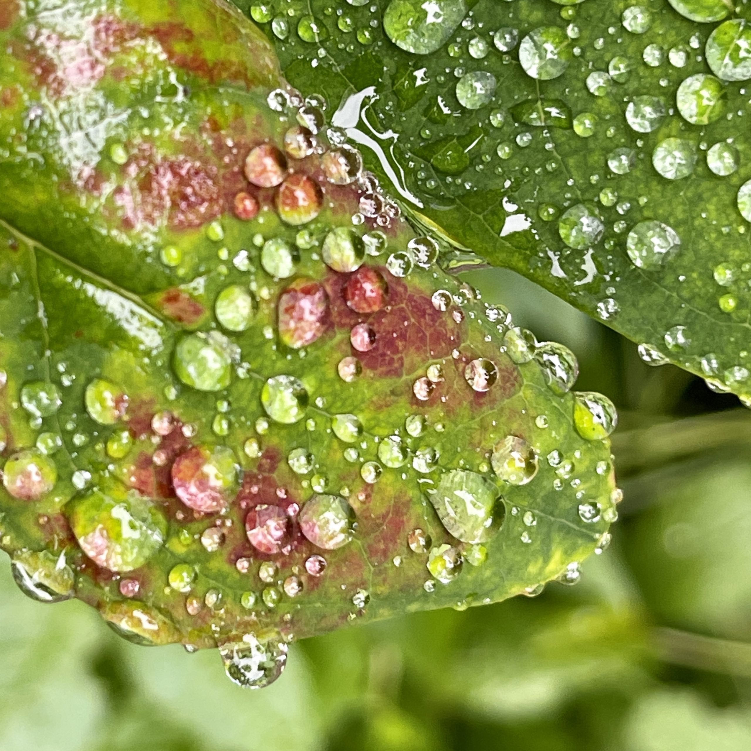 Rain drops on a leaf