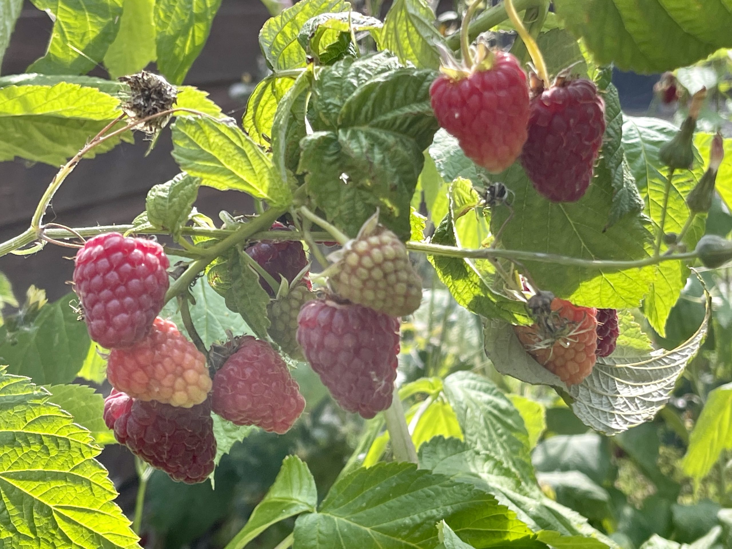 Fresh Raspberries ​