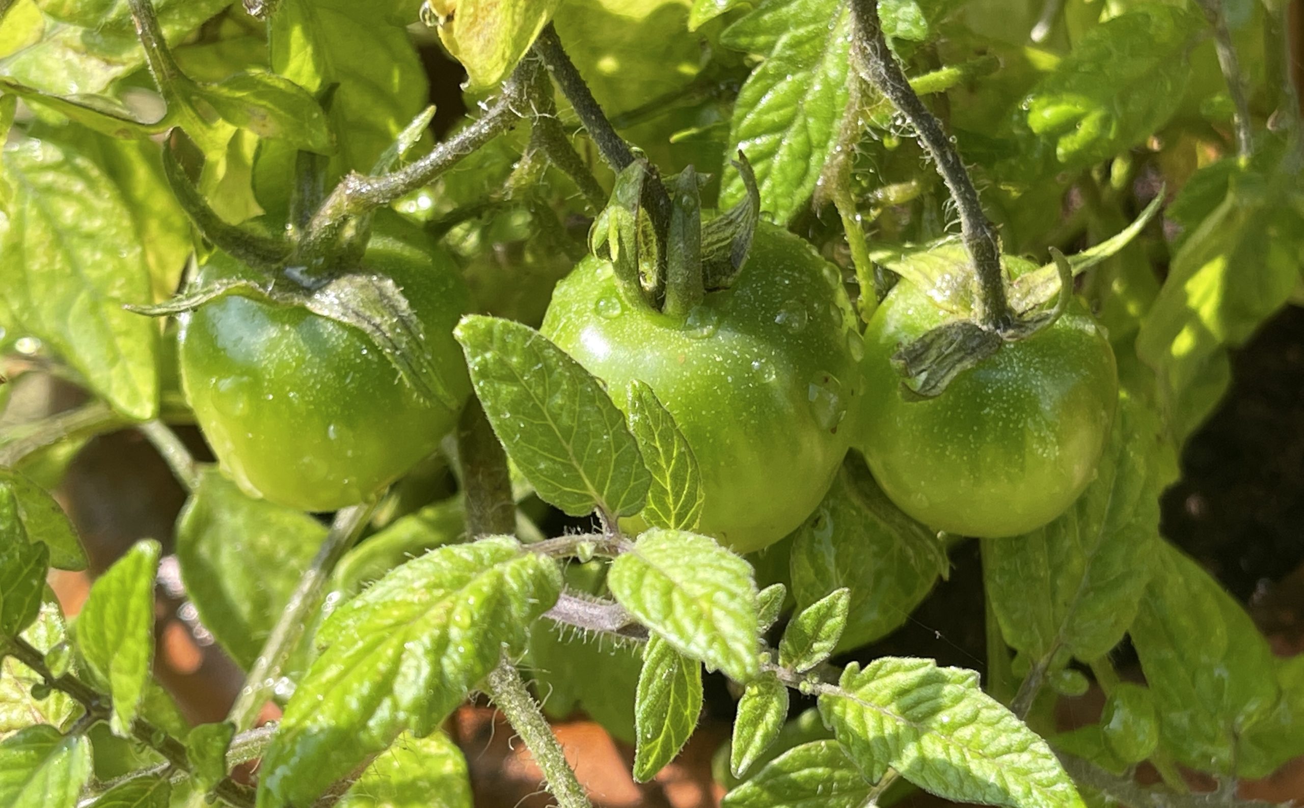 green tomatoes ​