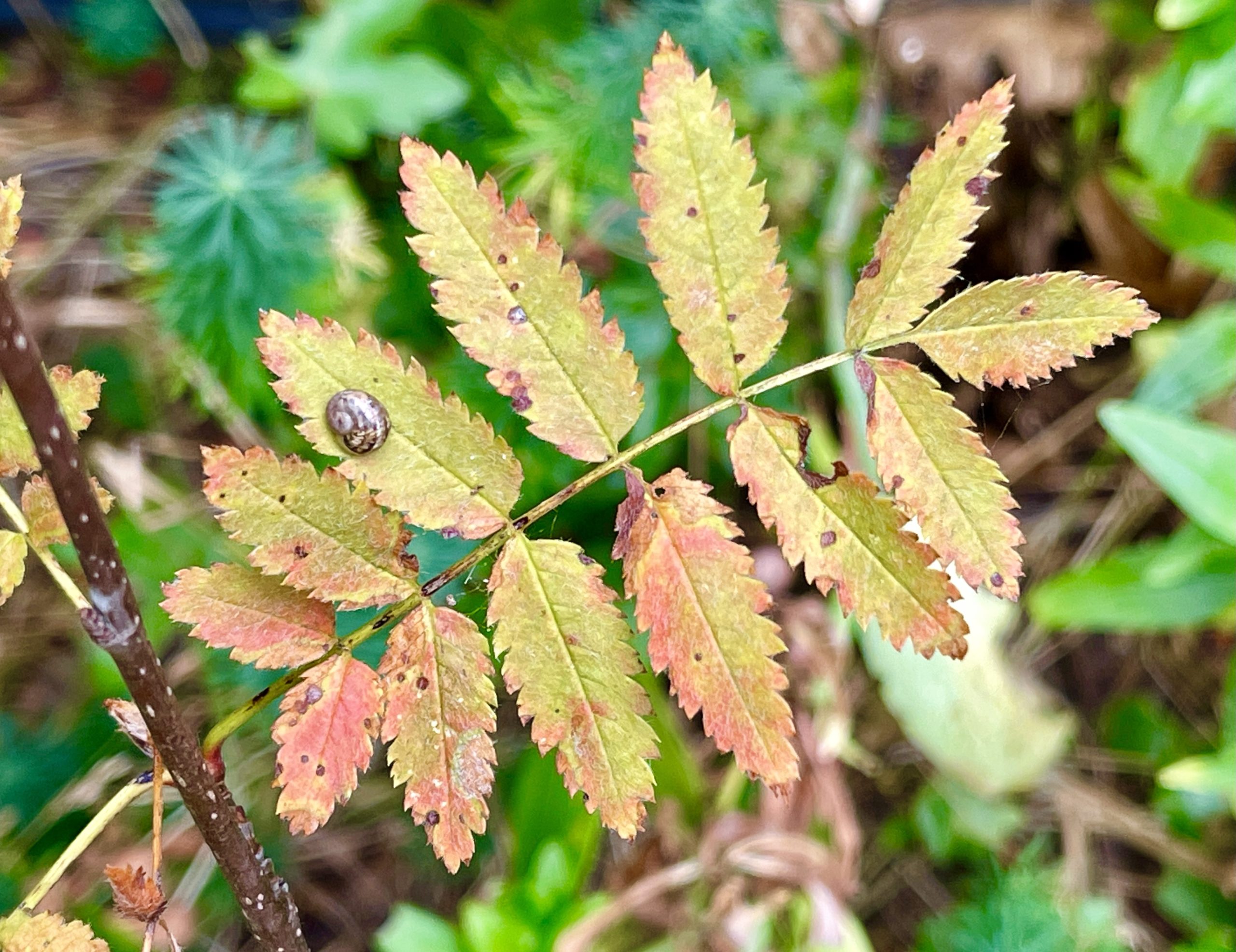 A small snail on  leaf